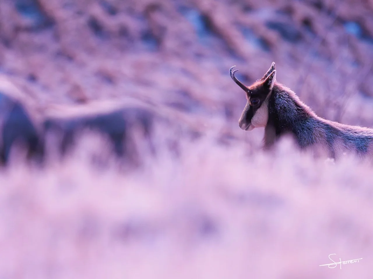 Chamois, France. #201