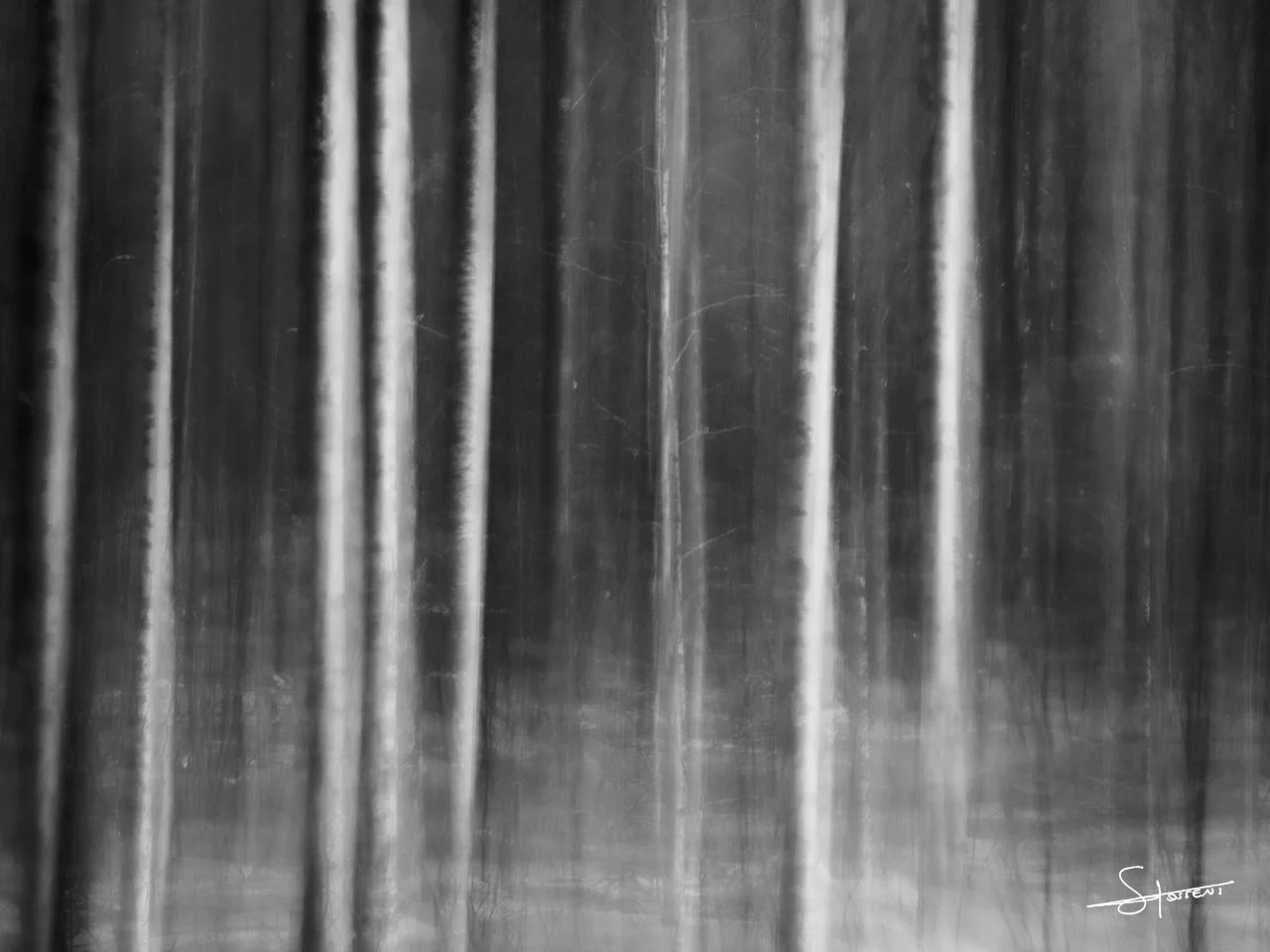 Koli National Park, Finlande. #307