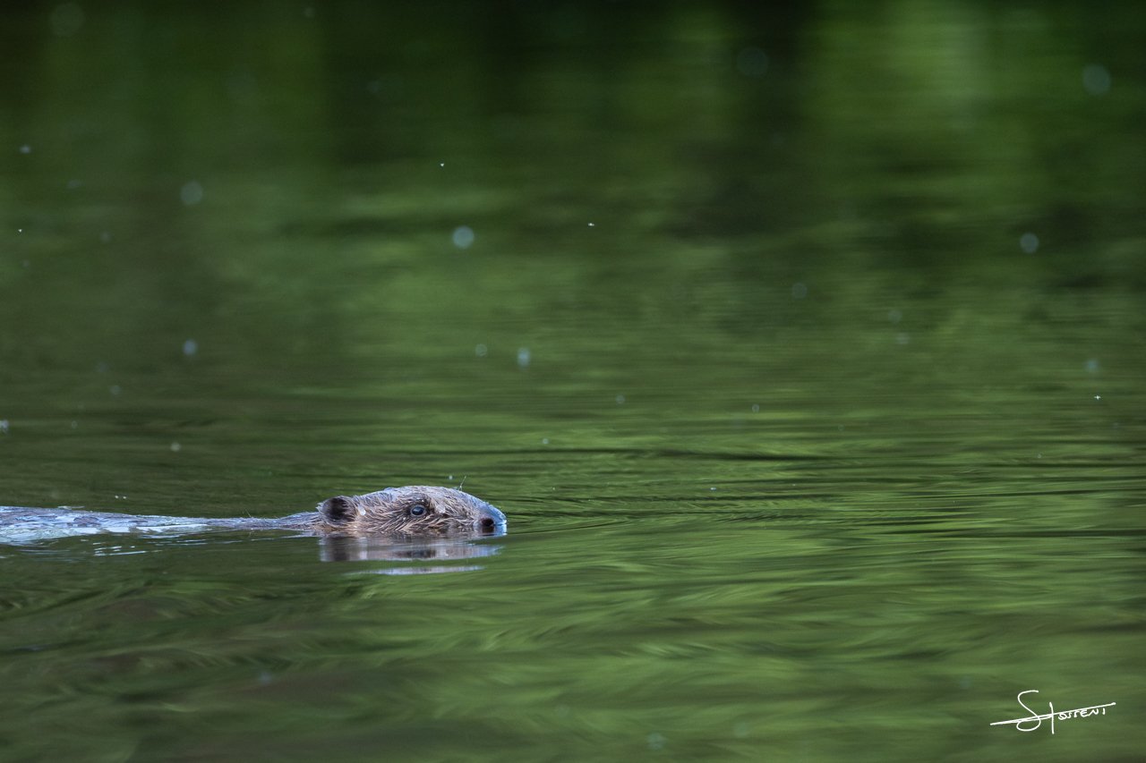 Castor européen, Belgique. #213