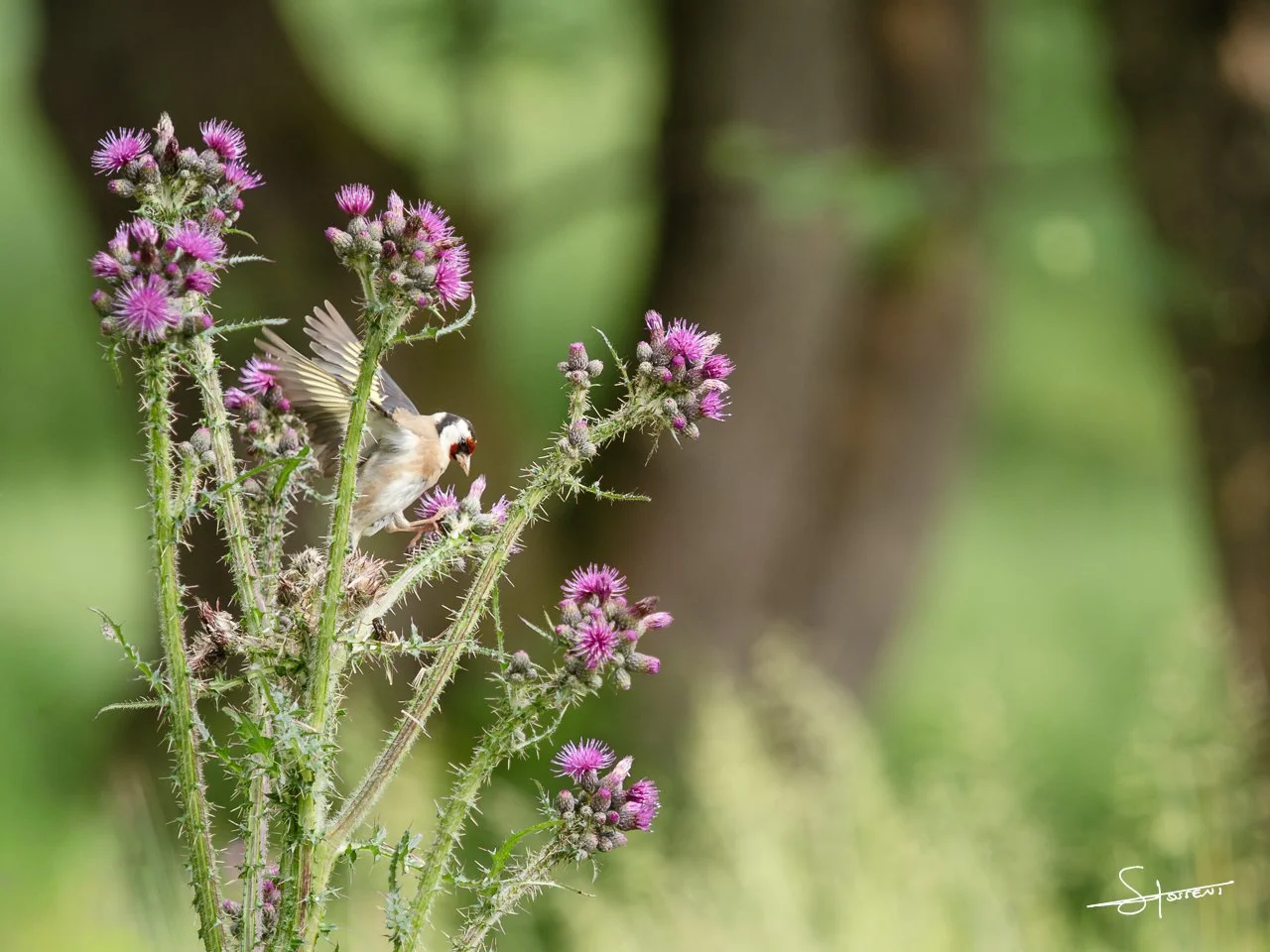 Chardonneret élégant, Belgique. #207