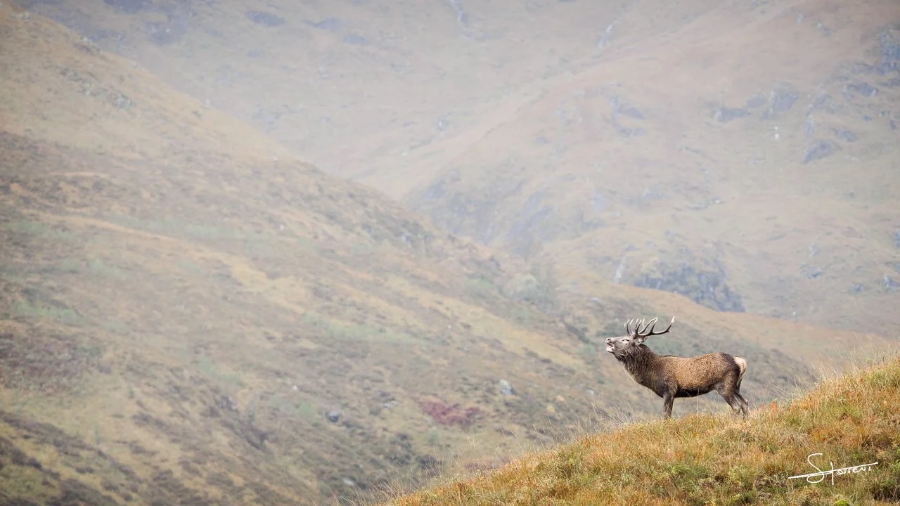 Cerf élaphe, Écosse. #202