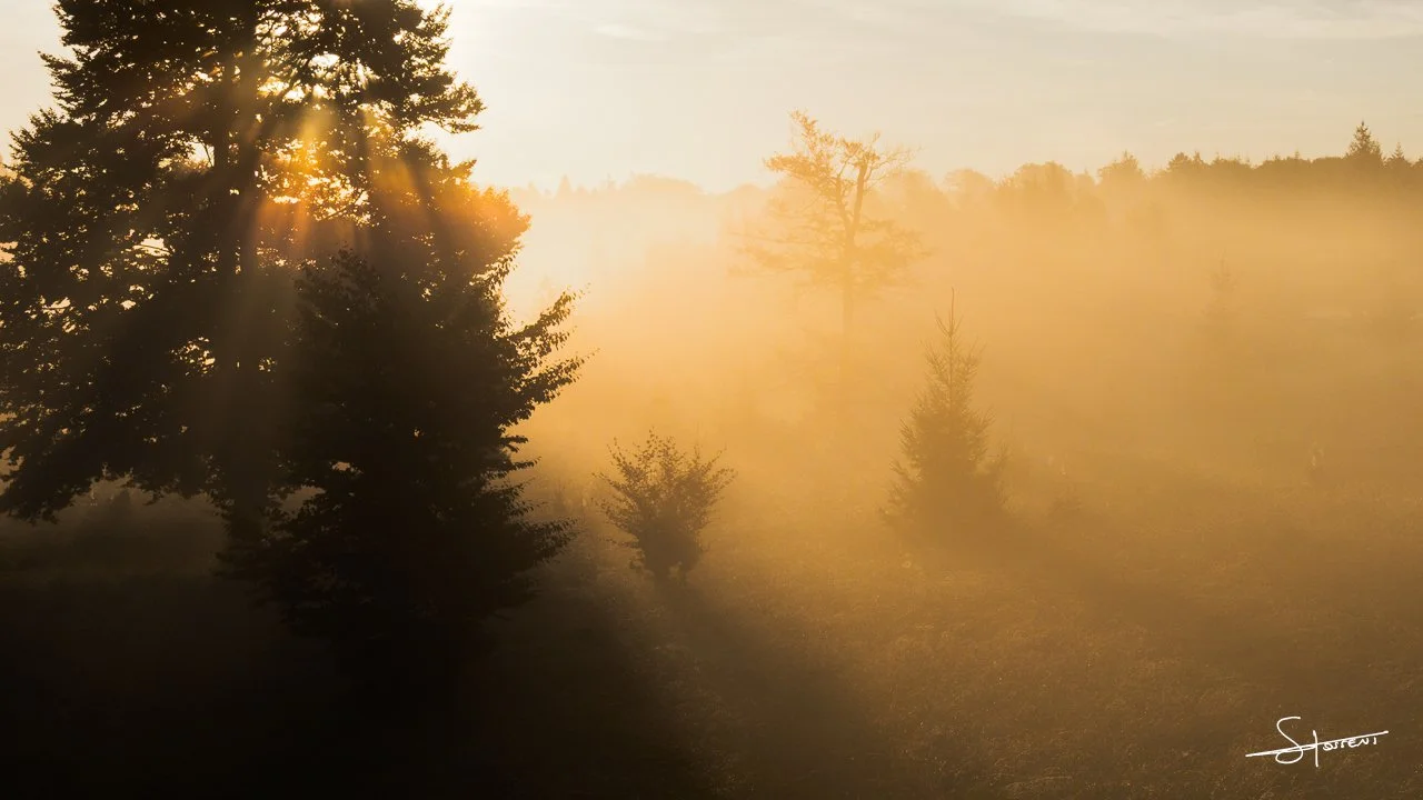 Ardennes, Belgique. #118