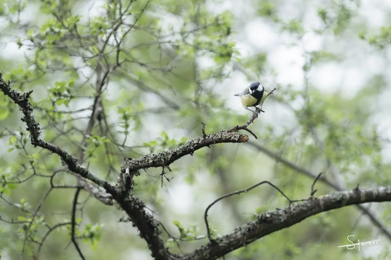 Mésange charbonnière, France. #205