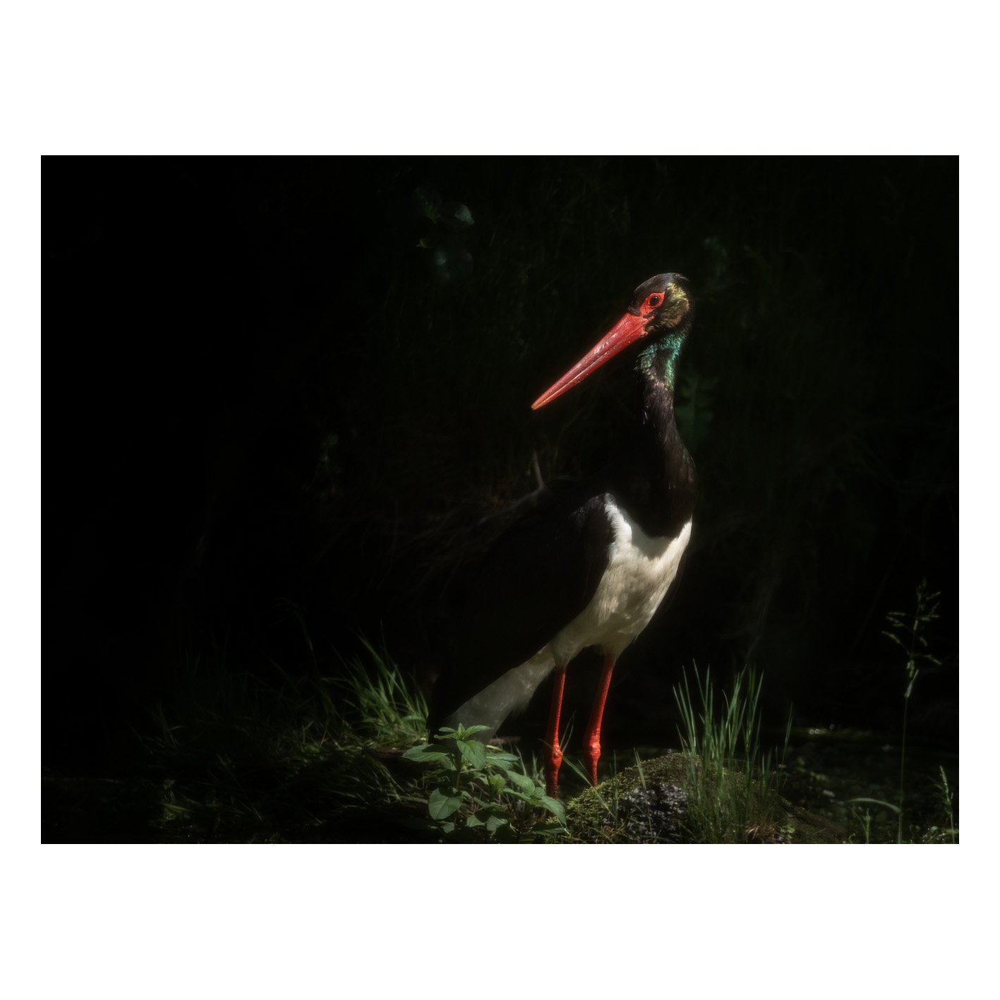 Galerie_Cigogne-25.jpg