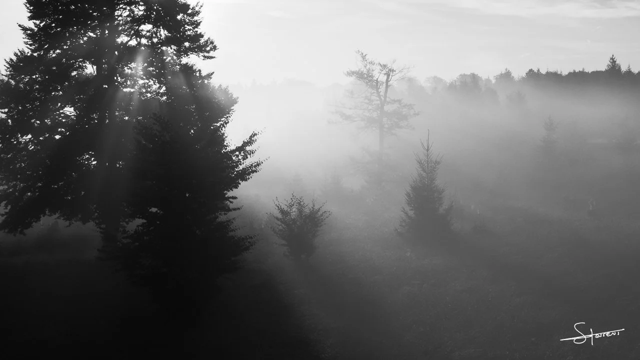 Ardennes, Belgique. #317