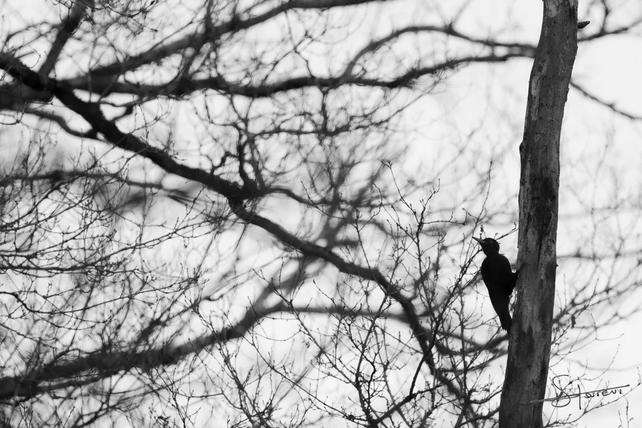 Ménigoute, France. #314