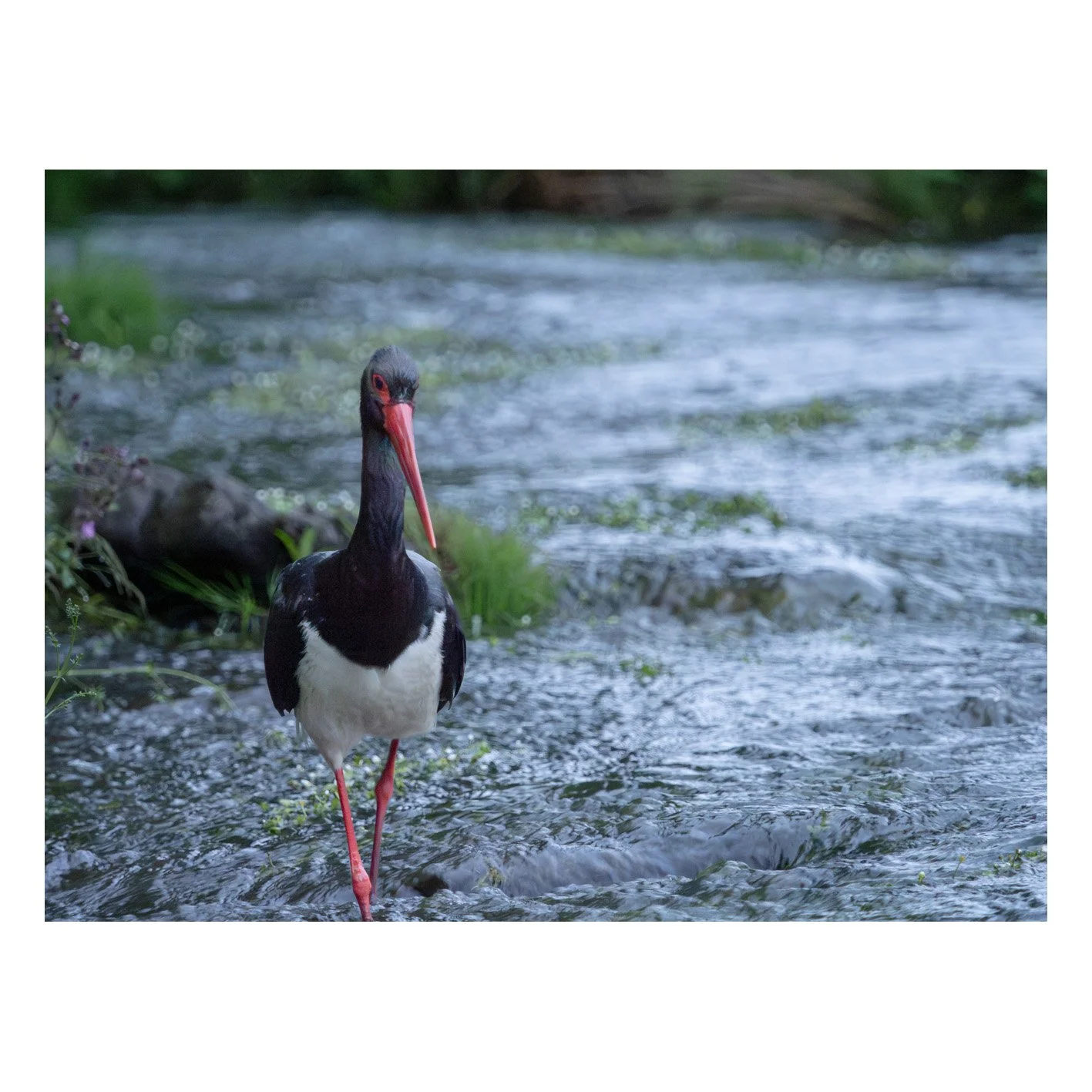 Galerie_Cigogne-10.jpg
