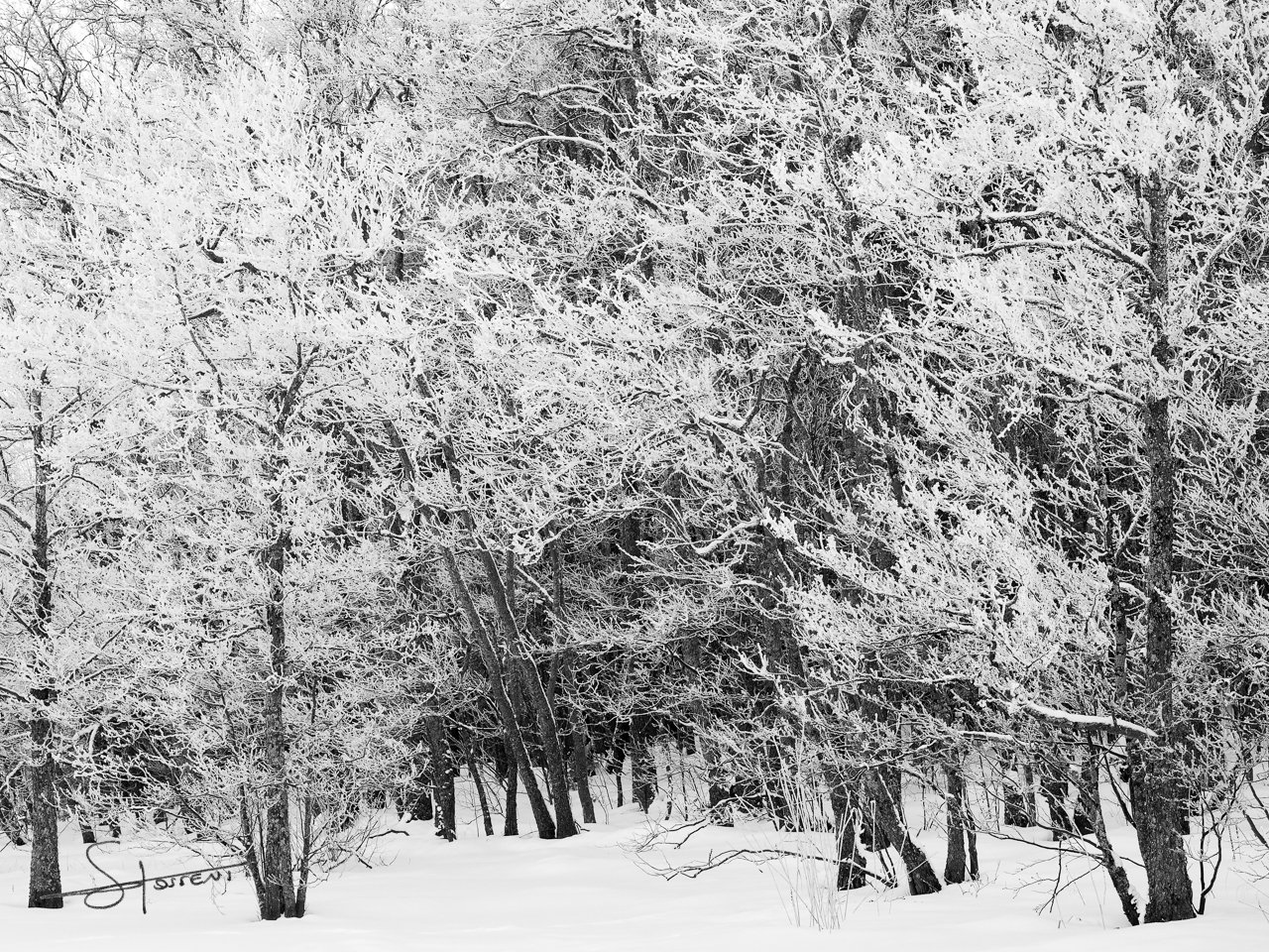 Joensuu, Finlande. #306