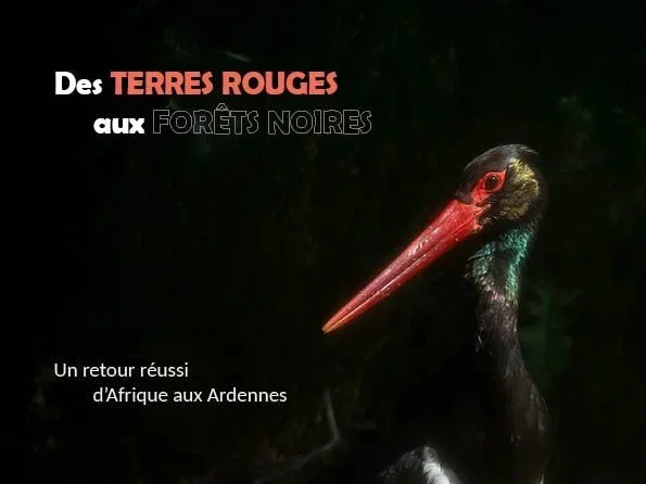 Cigogne noire
