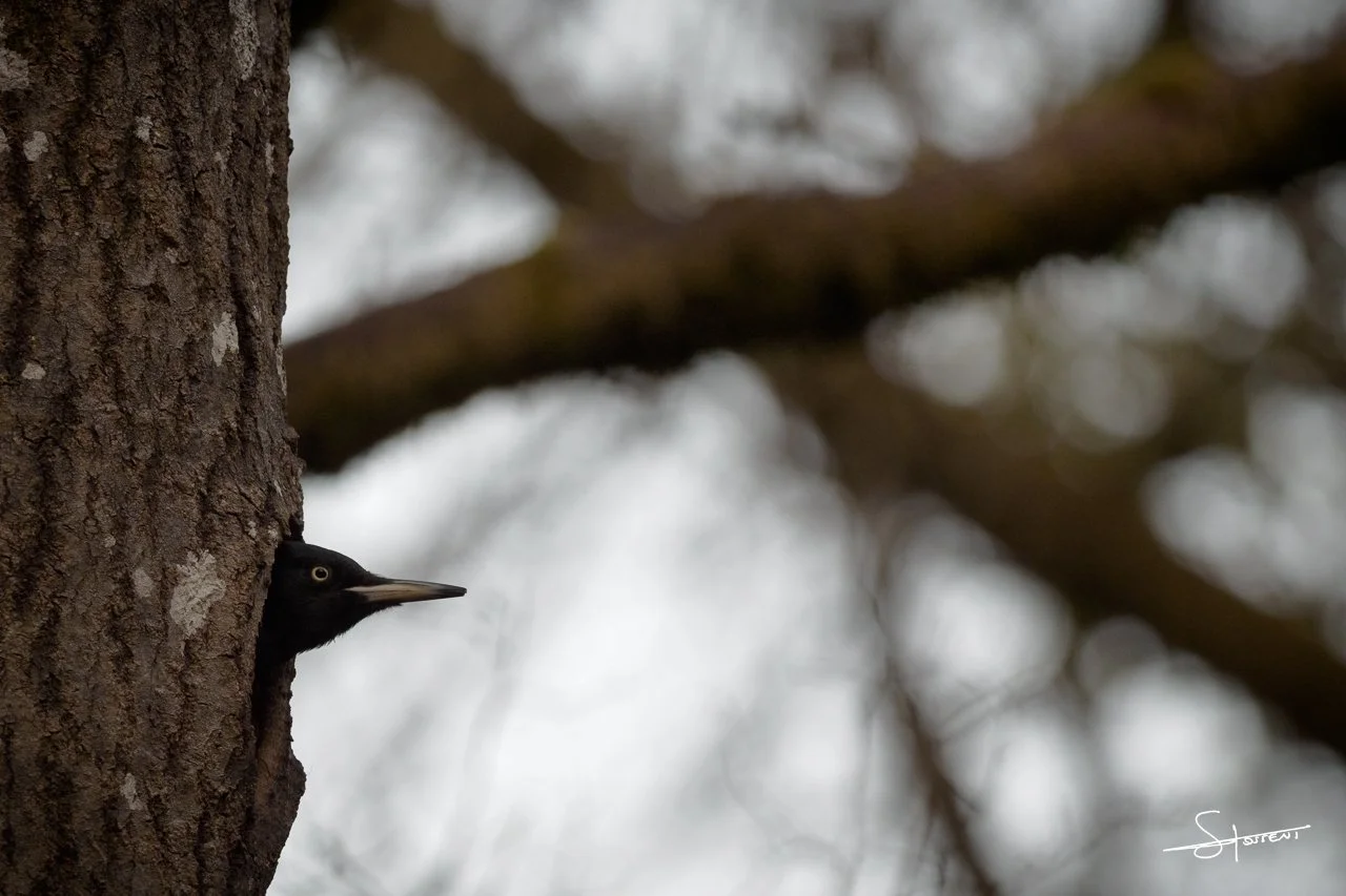 Pic noir, France. #224