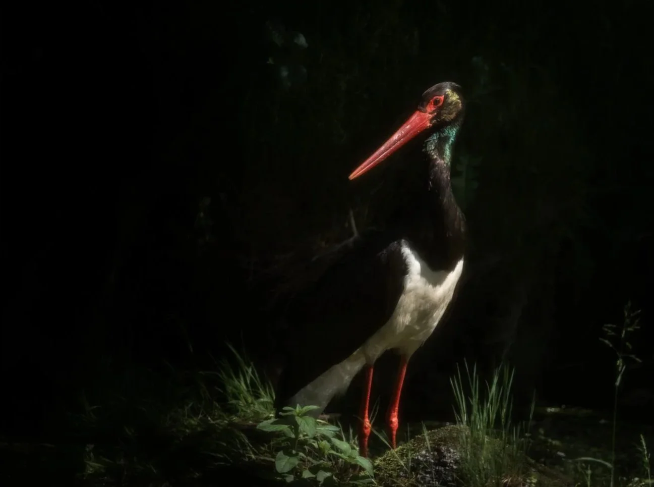 Sur les traces de la cigogne noire
