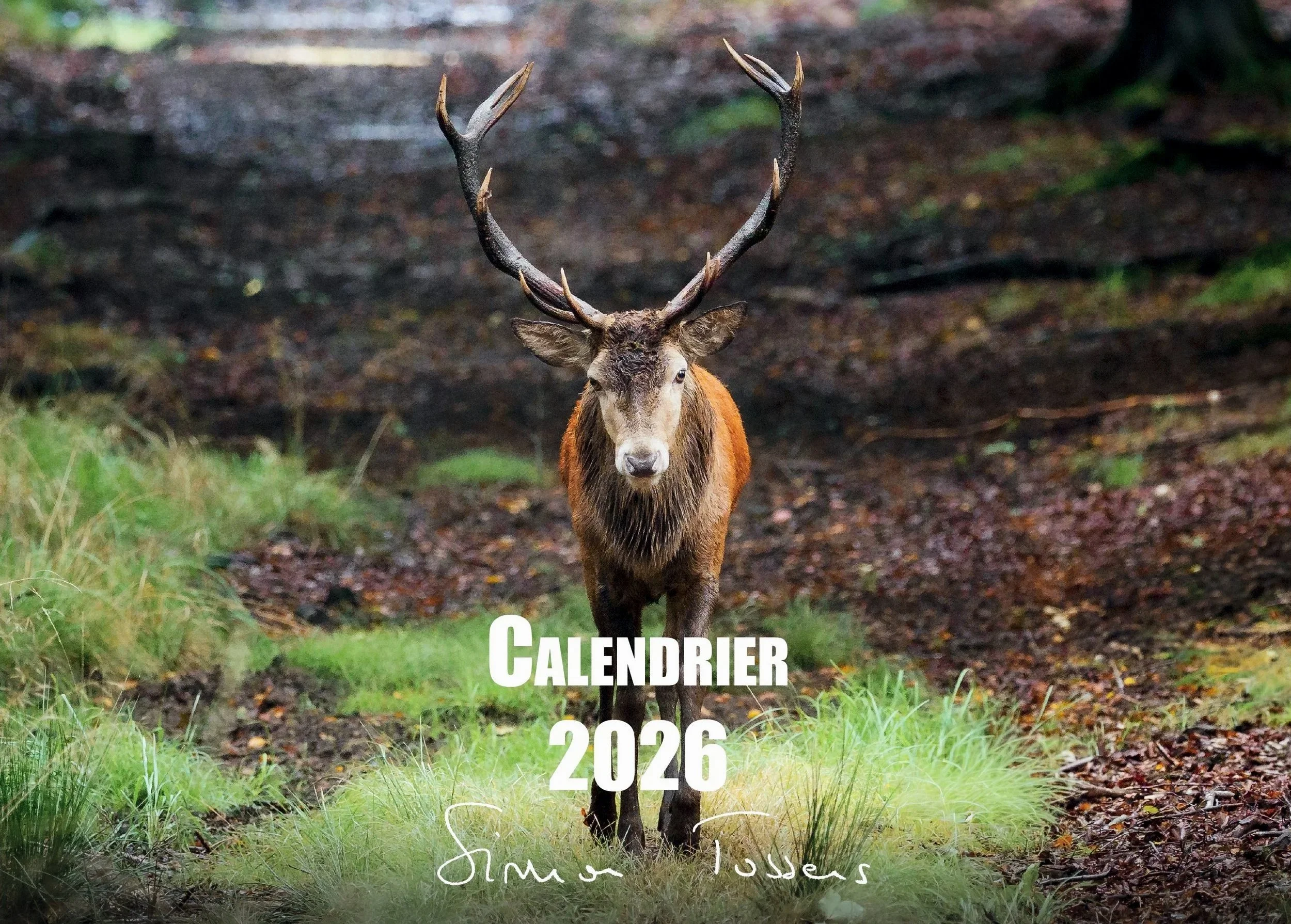 Image d'un cerf marchant vers le photographe, utilisé comme couverture pour le calendrier 2026 de Simon Tossens.