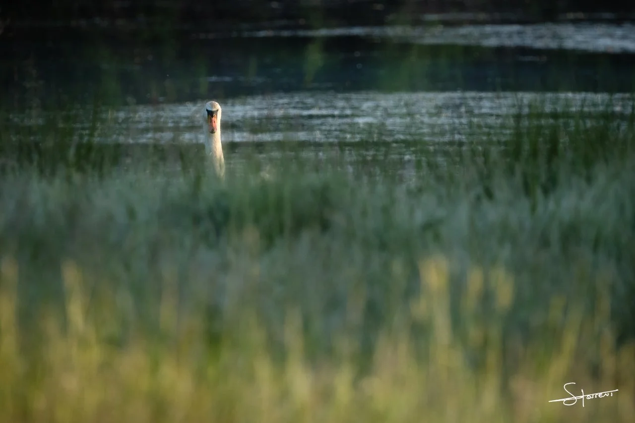 Cygne tuberculé, France. #219