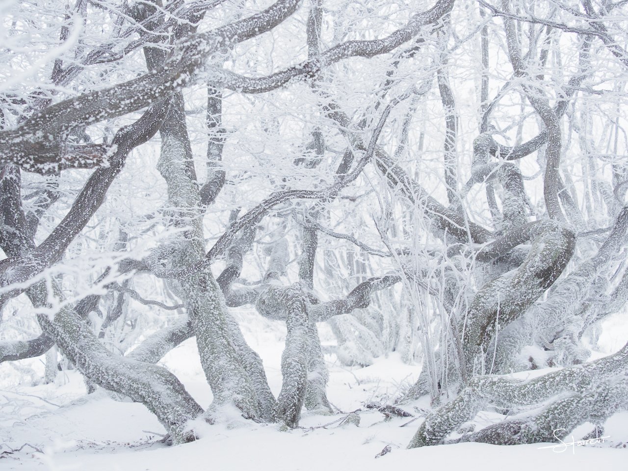 Vosges, France. #120