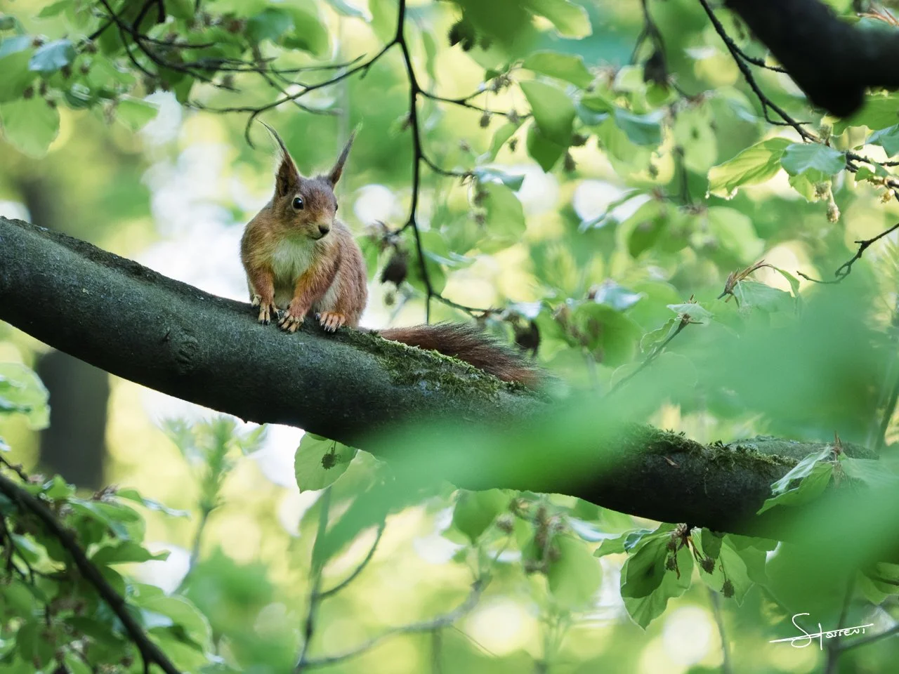 Écureuil roux, Belgique. #212