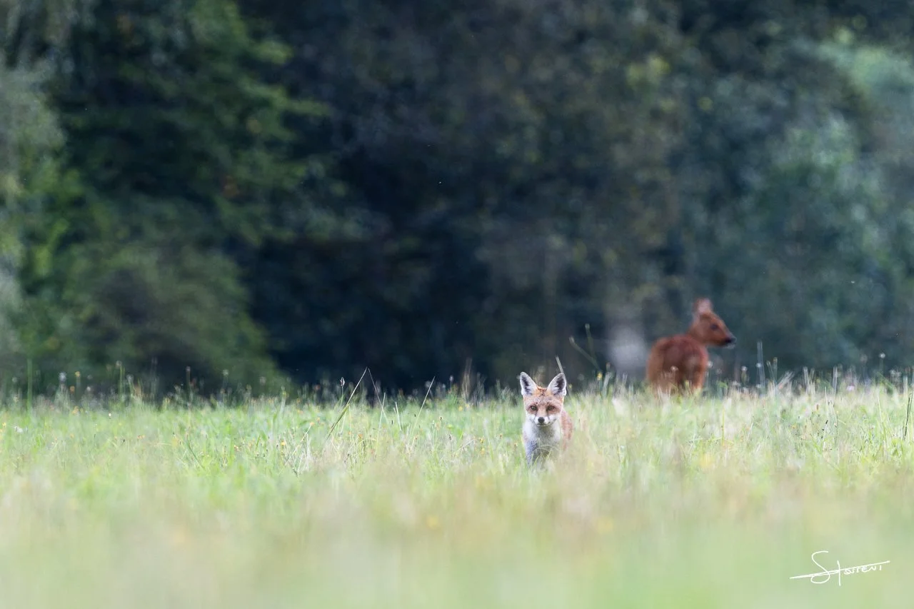 Renard roux et chevreuil, Belgique. #204