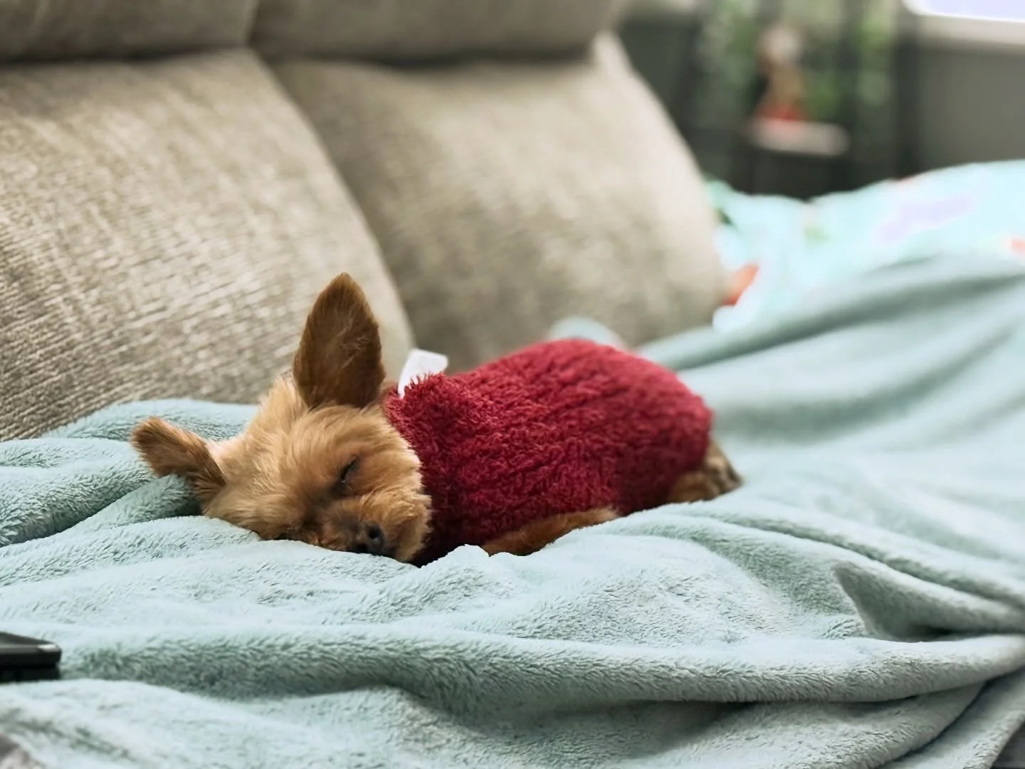 Cozy naps on cold days 🥶 🐾 💤

#yorkiepoo #yorkiegram #doglover #dogsarethebest #doggo