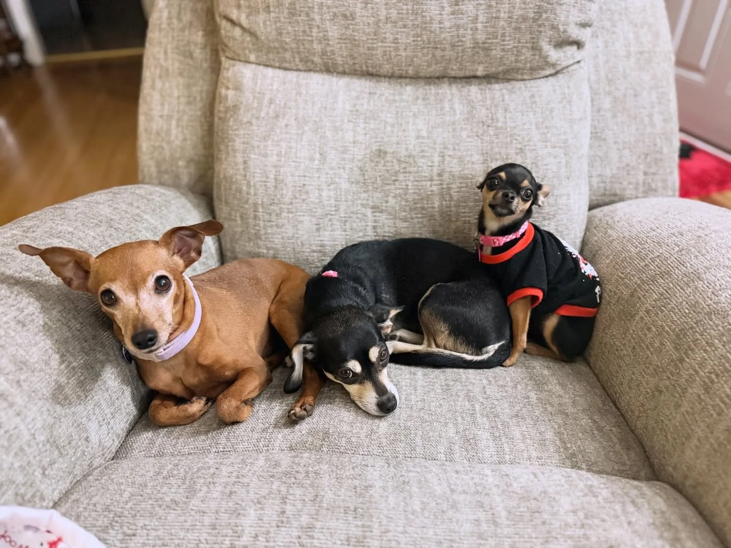 Sunday snuggles 🥰 🐾 

#rescuedogs #chiweenie #teacupchihuahua #minpinlove #doglover