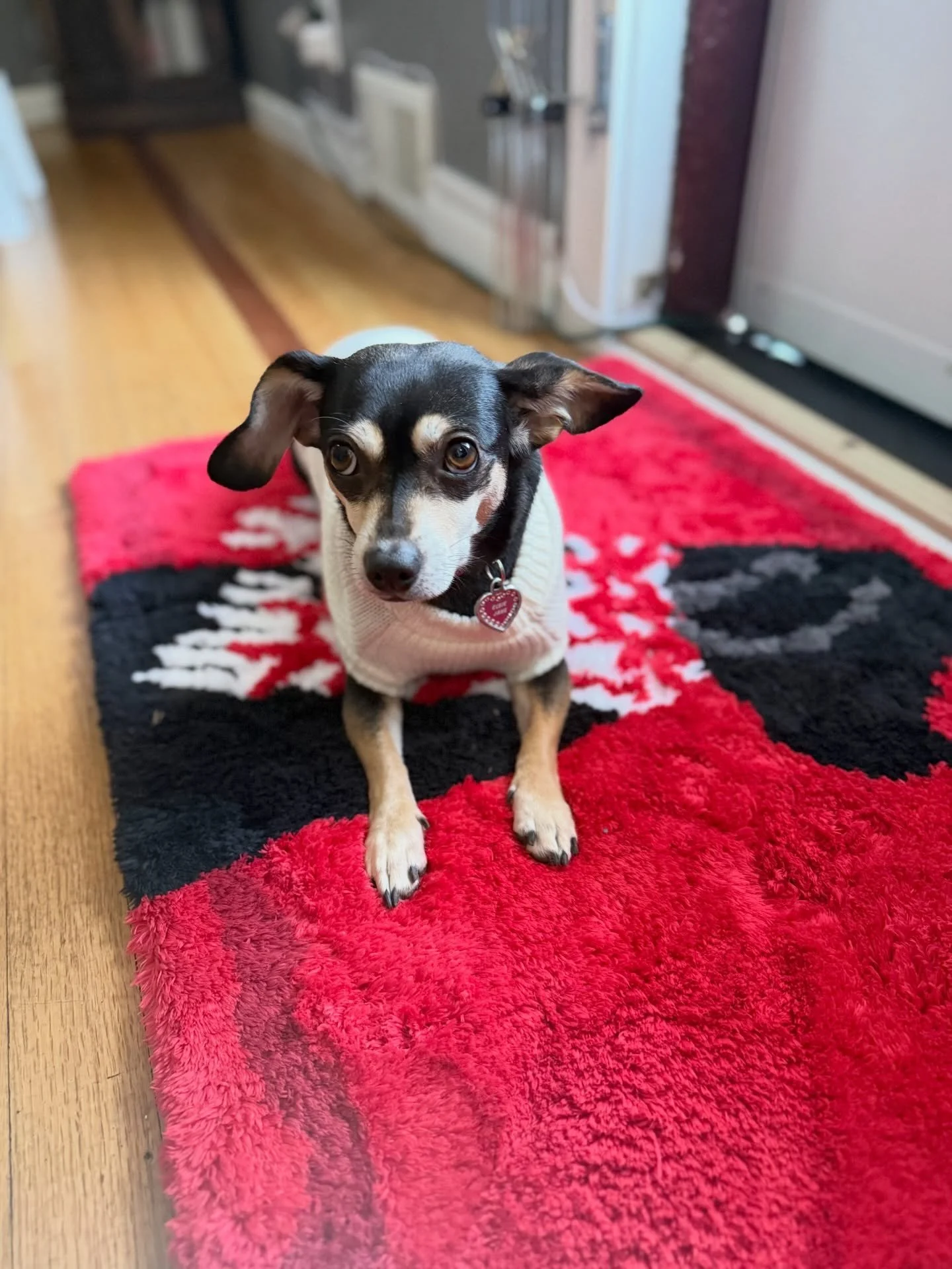 This week&hellip; 🐾

#doglover #bernadoodle #teacupchihuahua #chiweenie #yorkiepoo