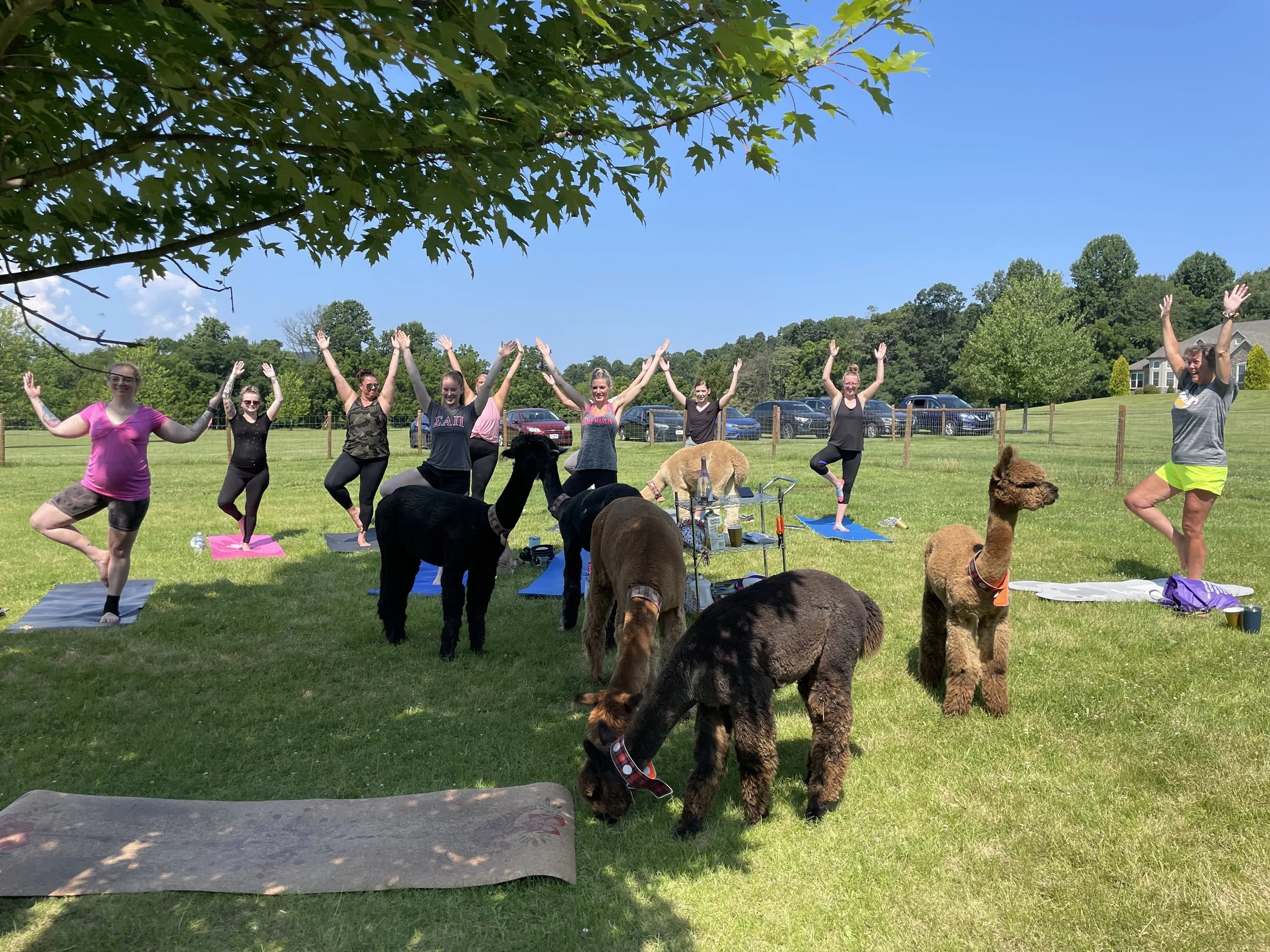 Alpaca Yoga at open heart alpaca farm