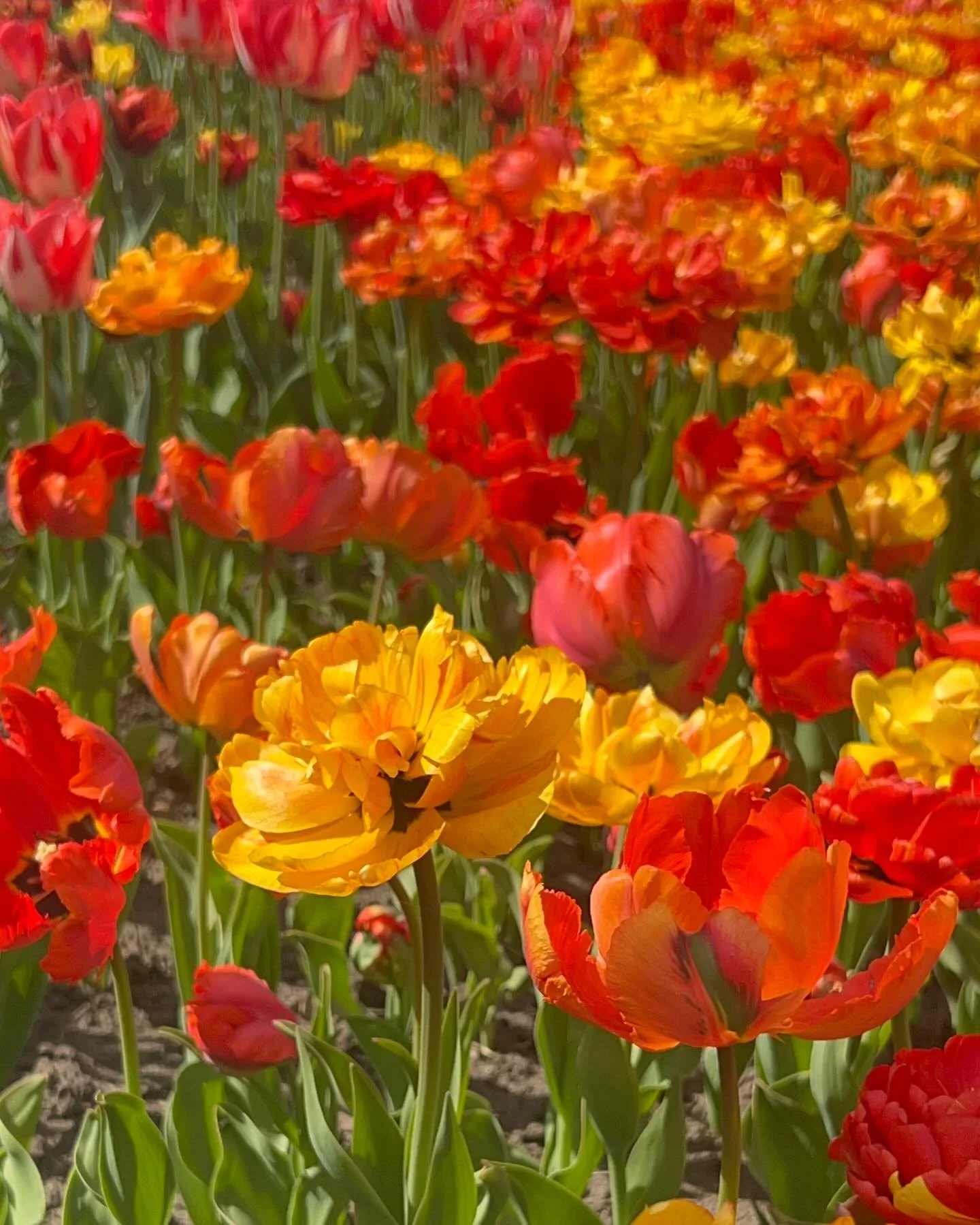 📱raw tulips