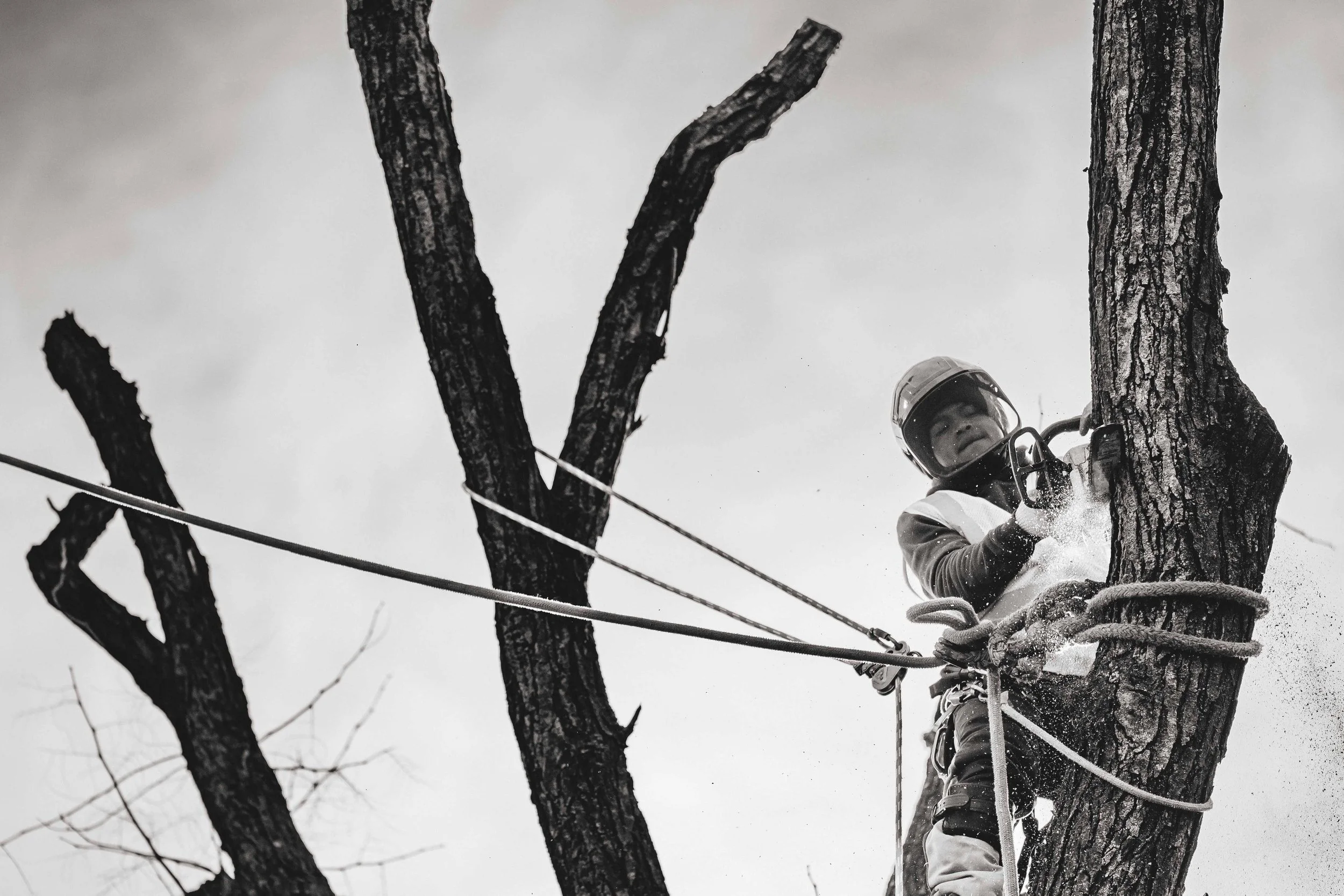 Ground Three Philadelphia Tree Cutting-28.jpg