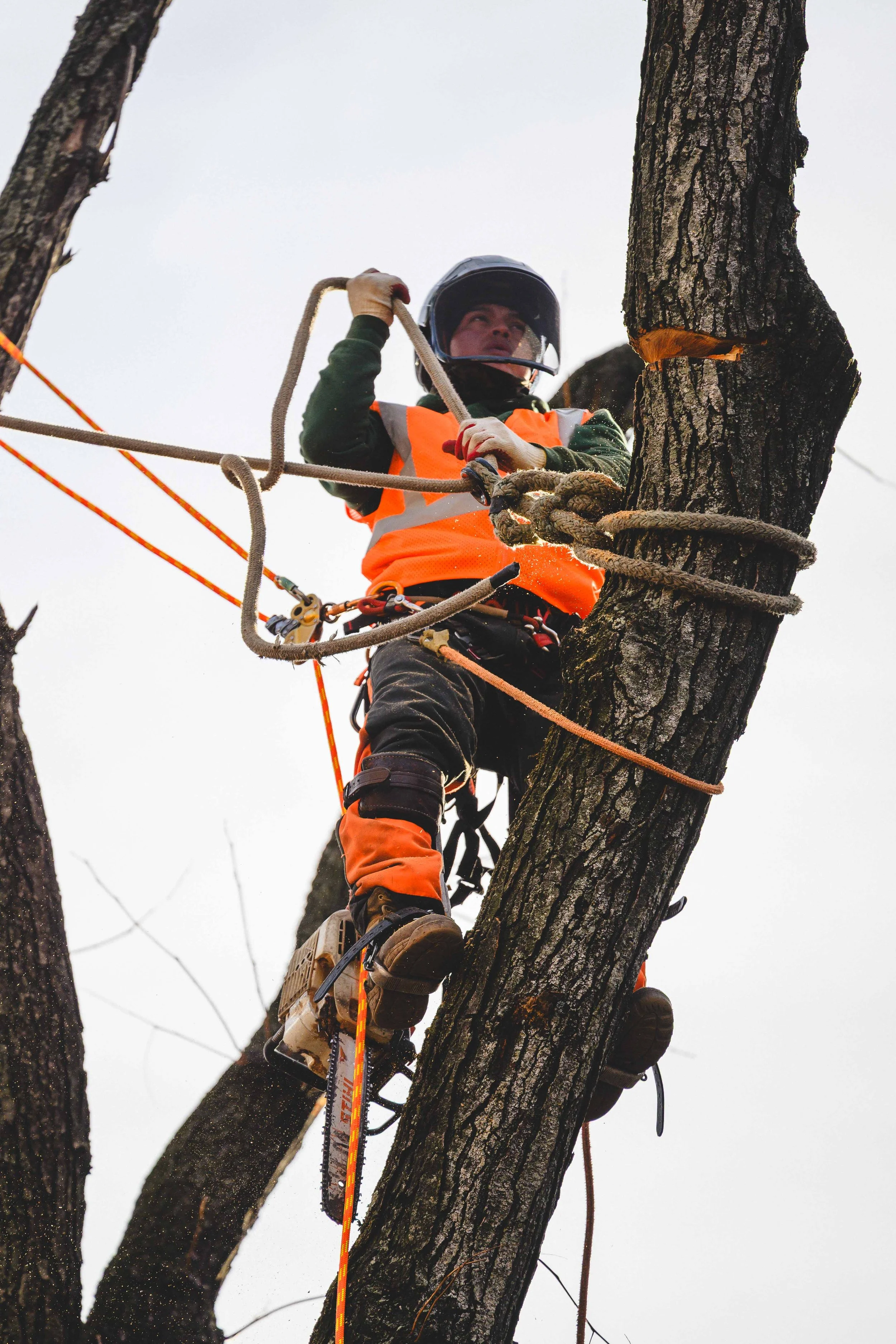 Ground Three Philadelphia Tree Cutting-30.jpg