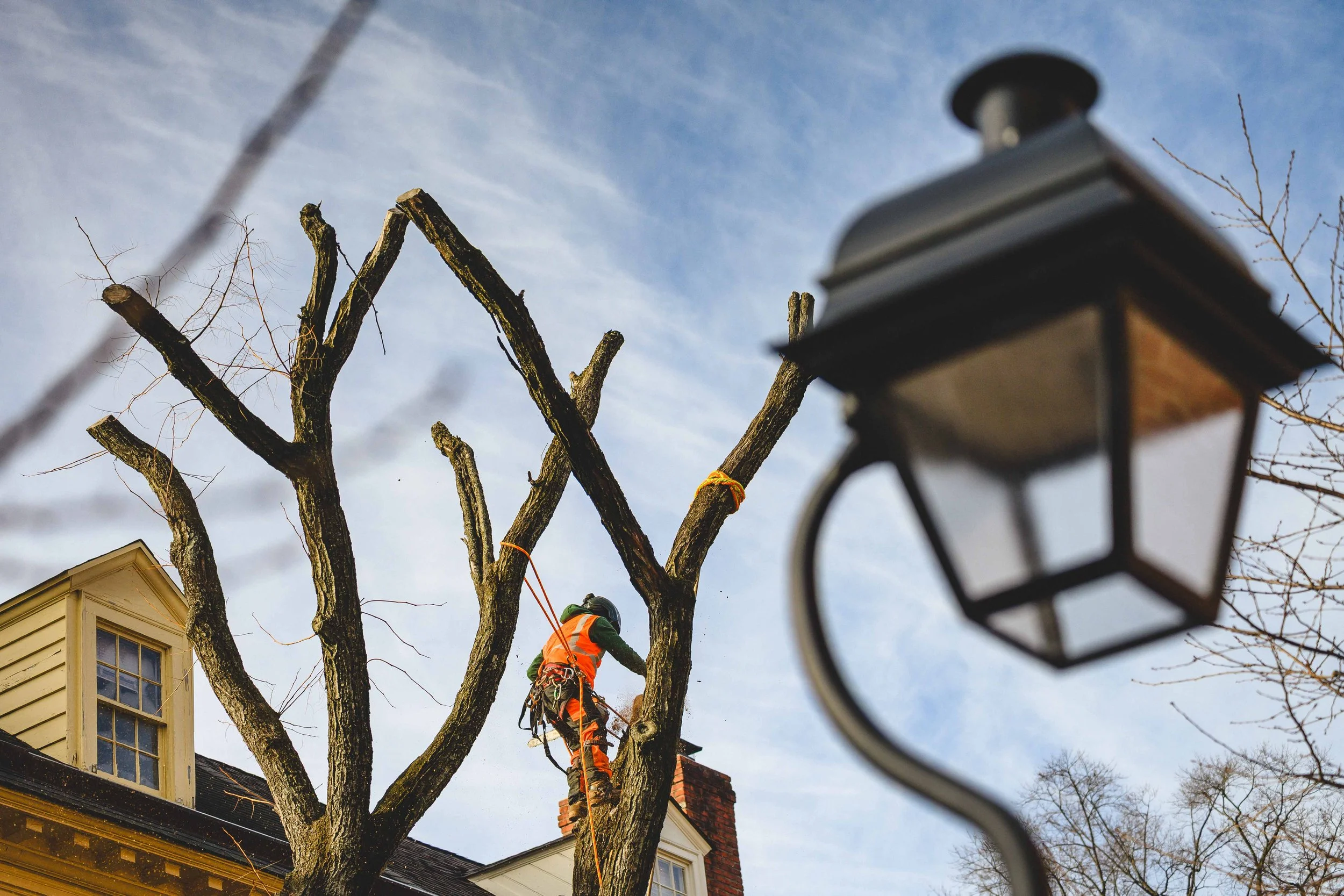 Ground Three Philadelphia Tree Cutting-23.jpg