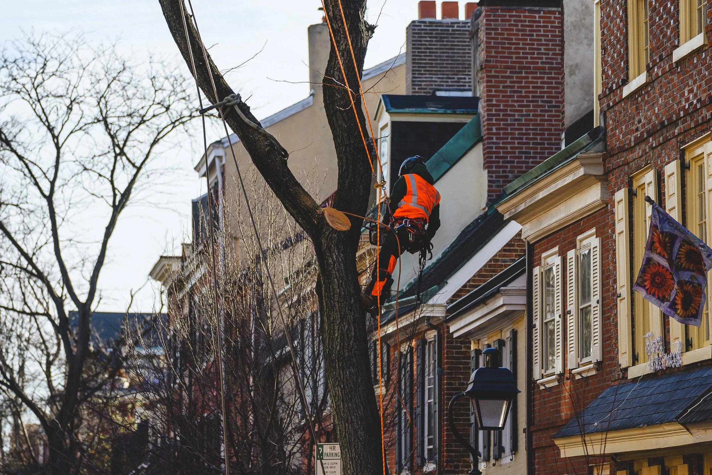 Ground Three Philadelphia Tree Cutting-65.jpg