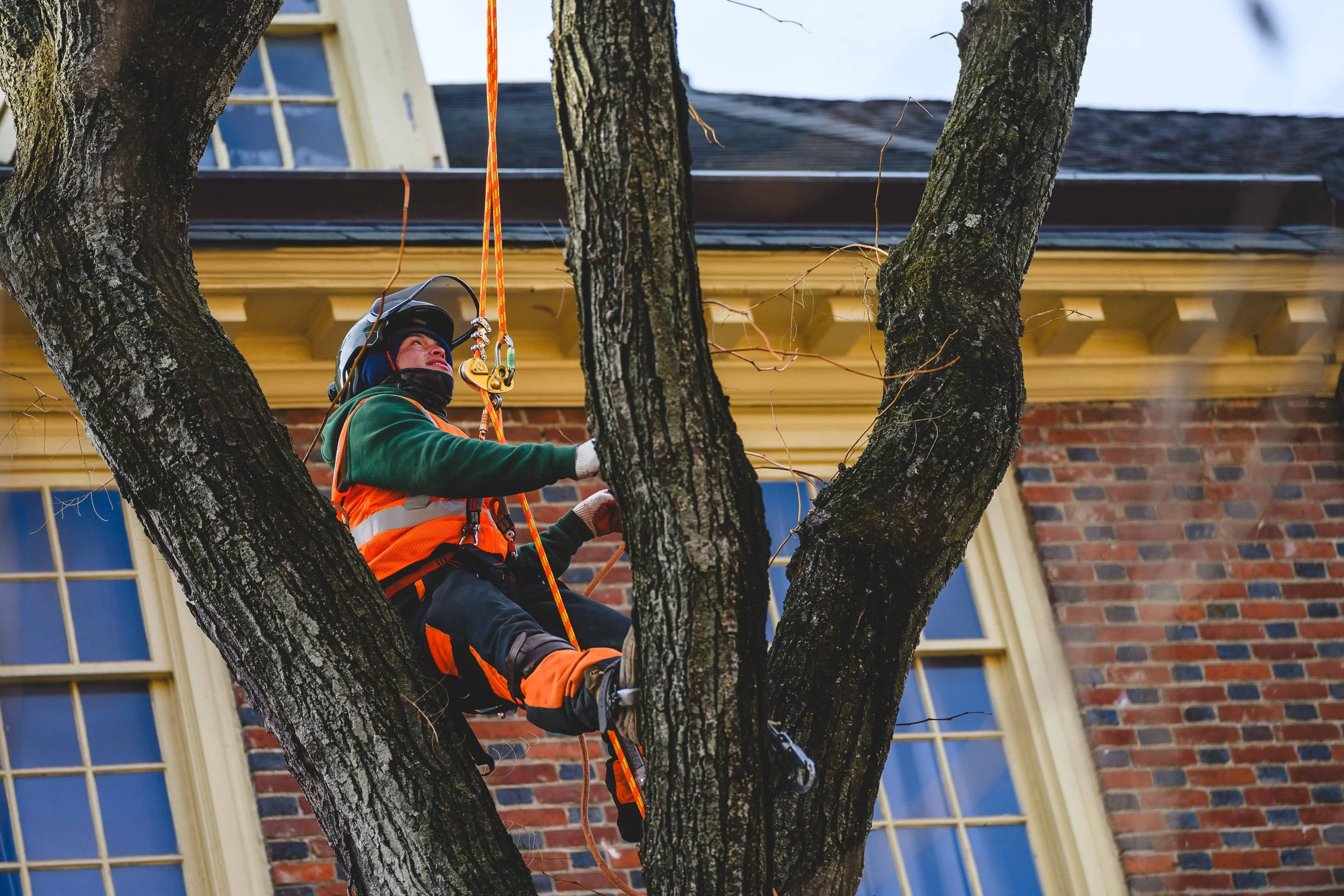 Ground Three Philadelphia Tree Cutting-10.jpg
