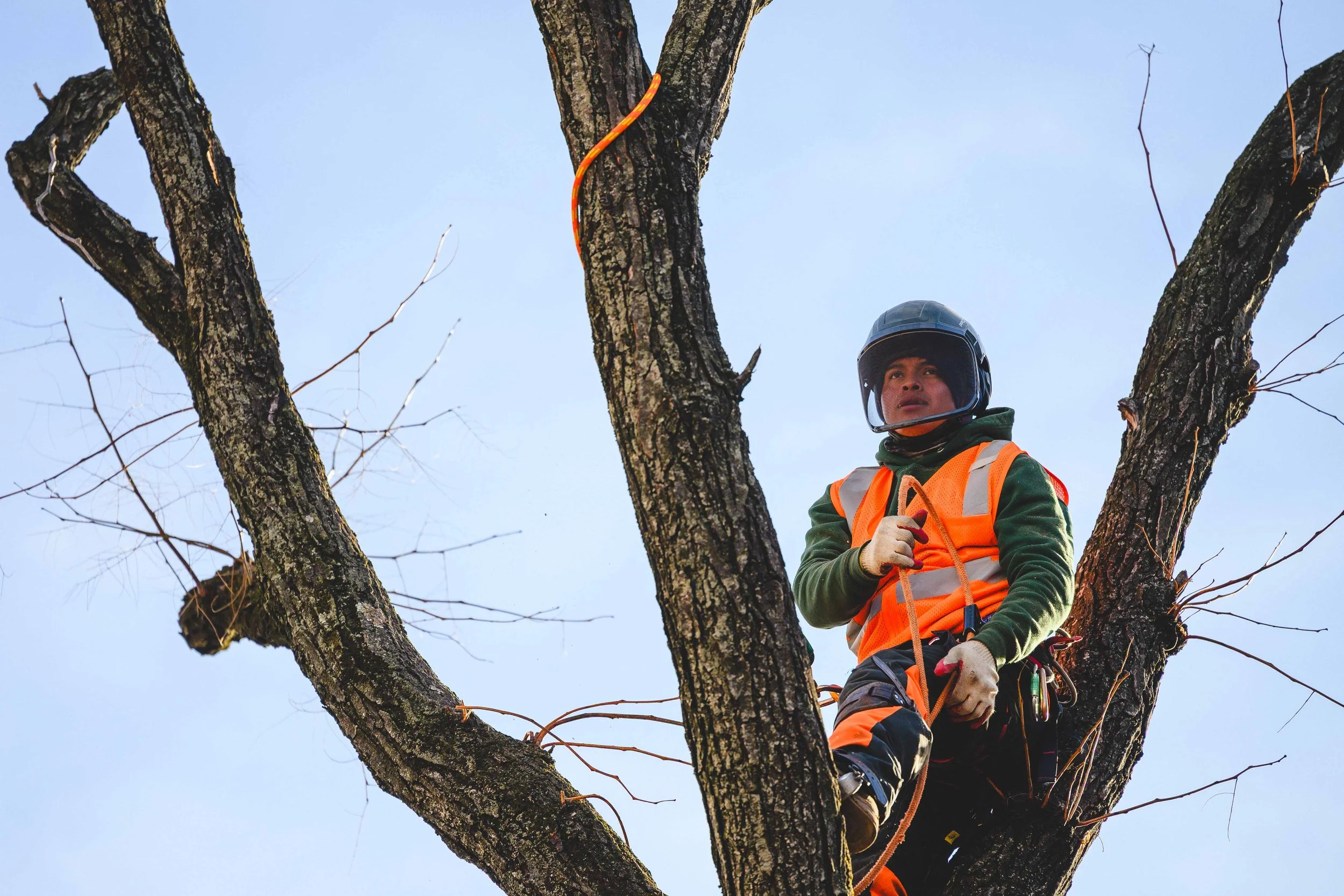 Ground Three Philadelphia Tree Cutting-76.jpg