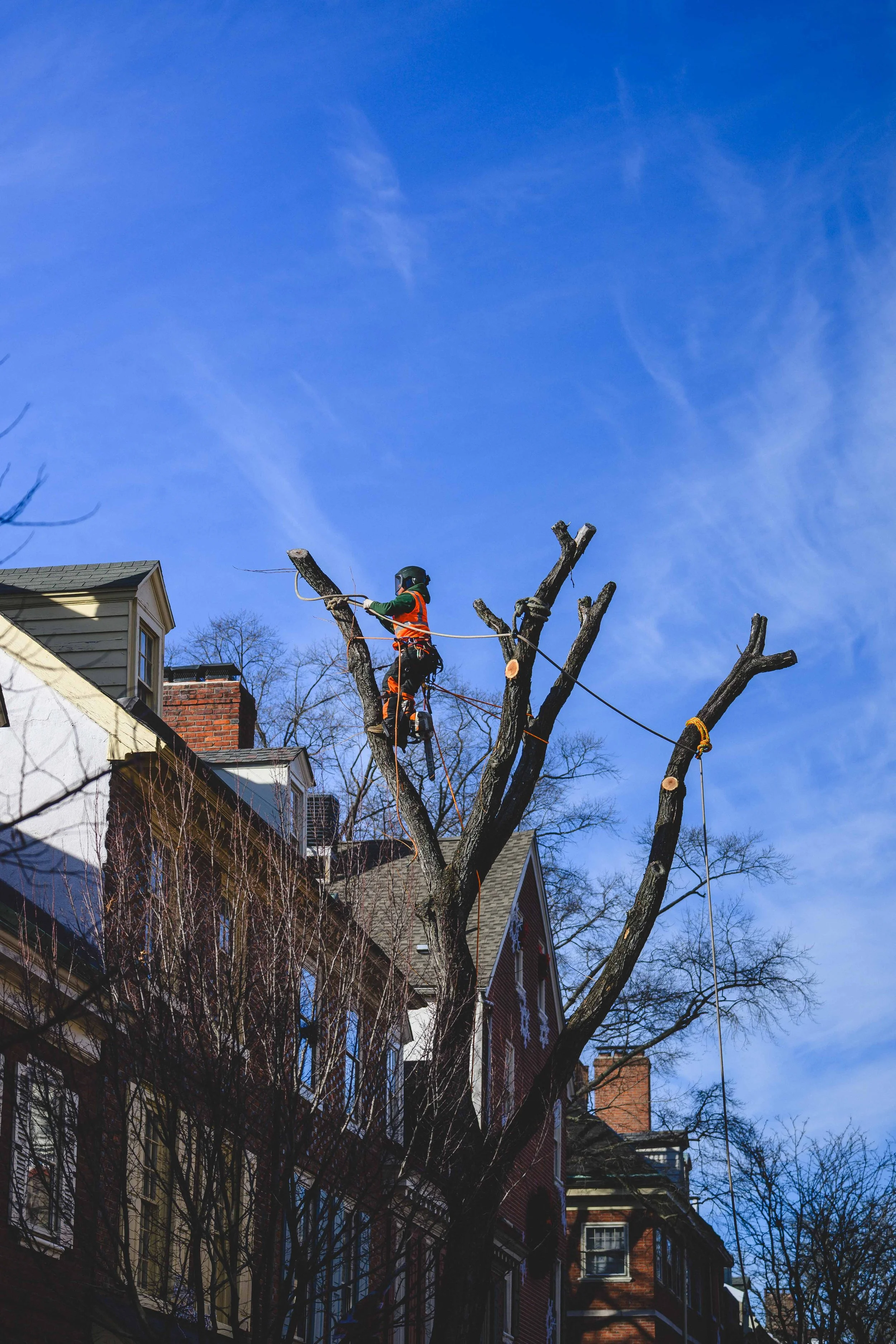 Ground Three Philadelphia Tree Cutting-80.jpg