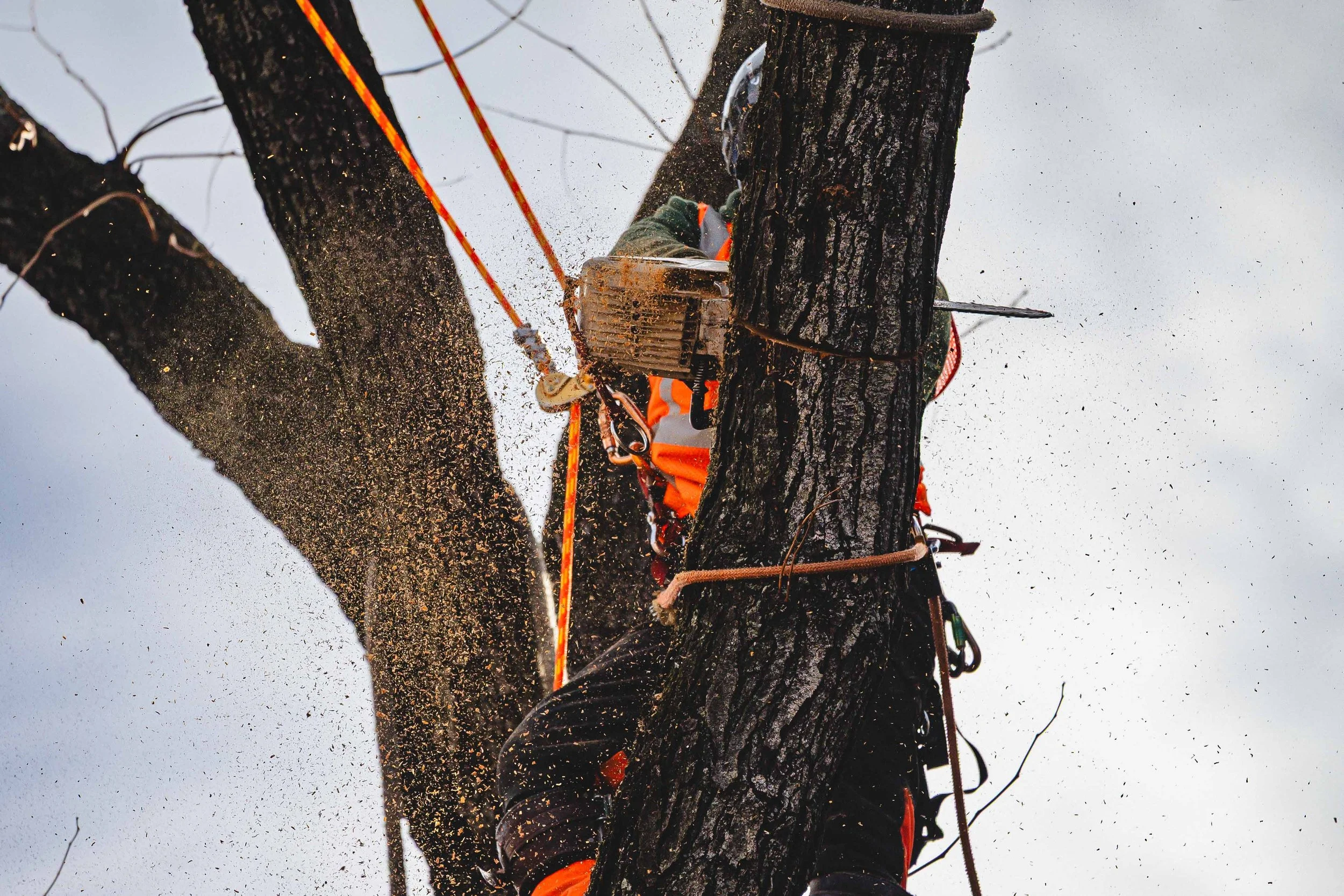 Ground Three Philadelphia Tree Cutting-35.jpg