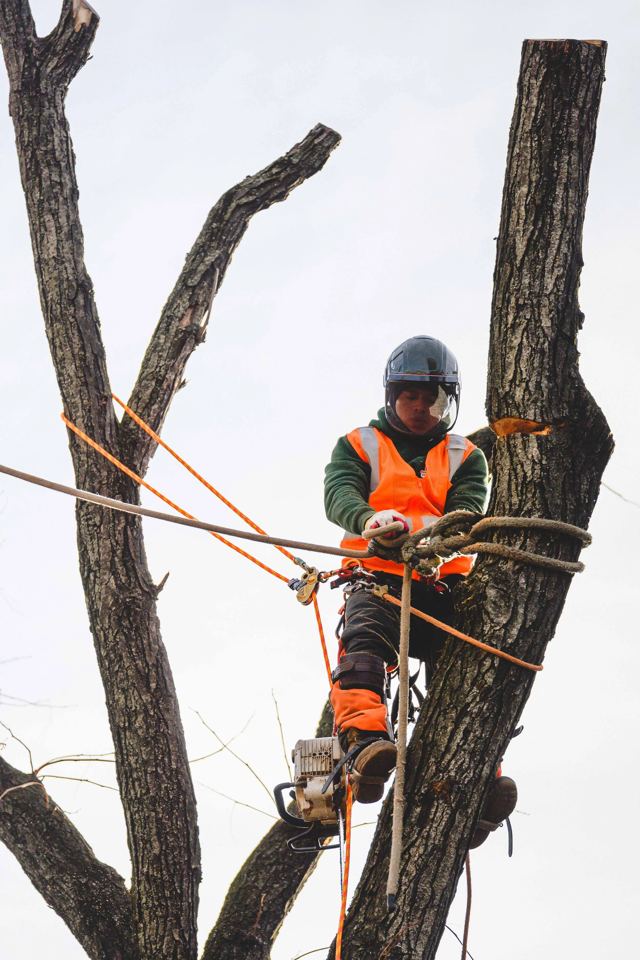 Ground Three Philadelphia Tree Cutting-29.jpg