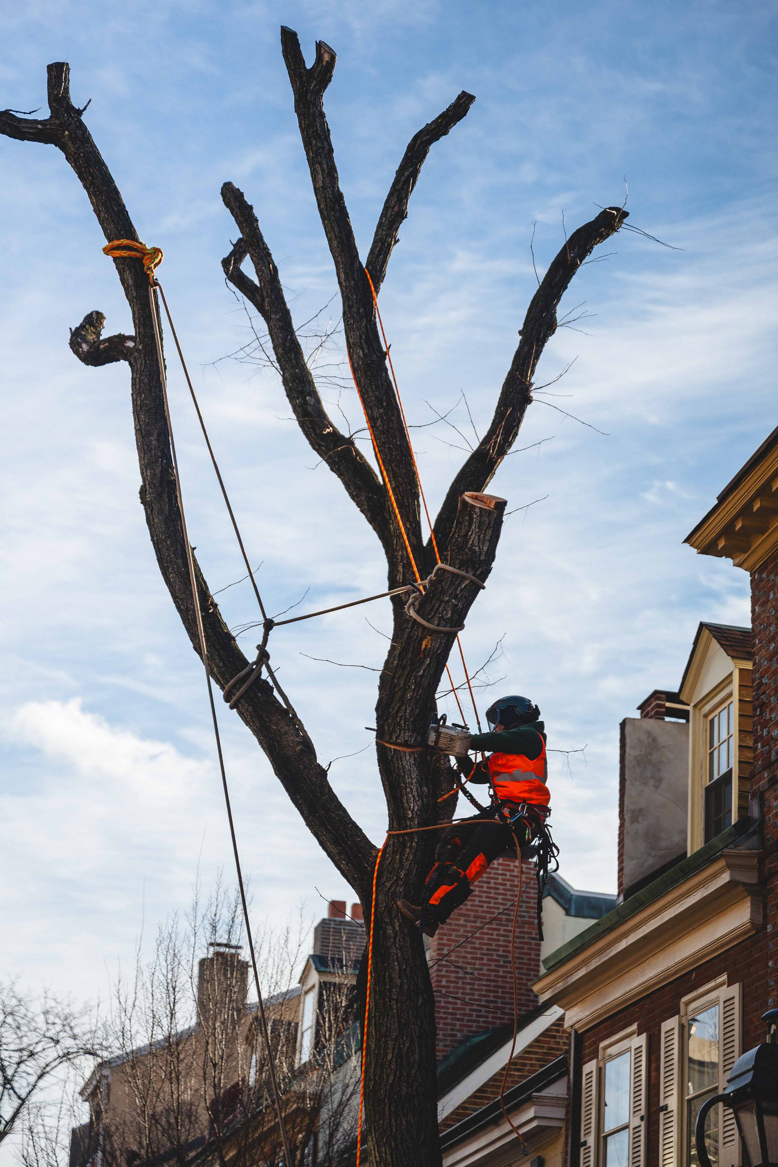 Ground Three Philadelphia Tree Cutting-56.jpg