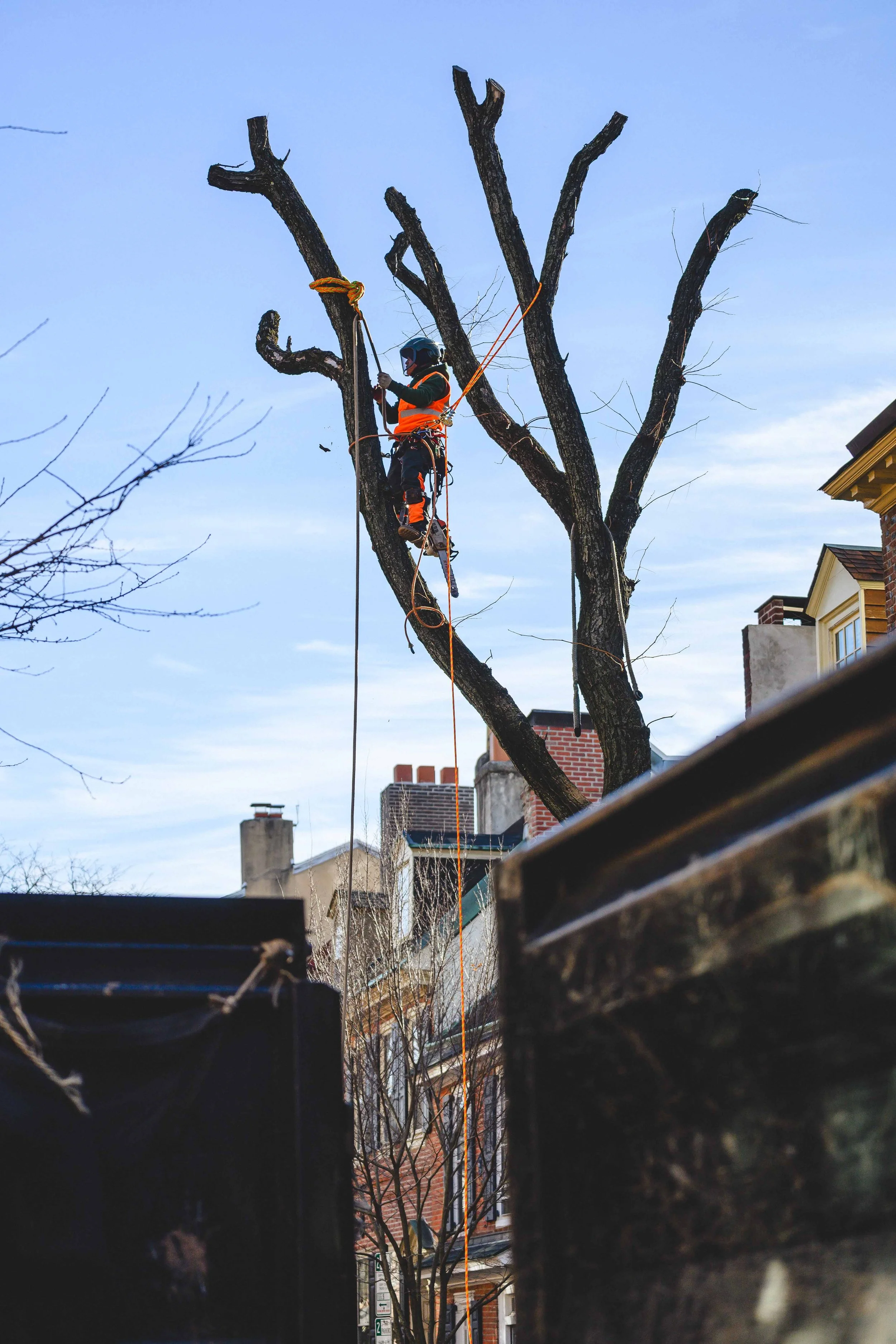Ground Three Philadelphia Tree Cutting-71.jpg