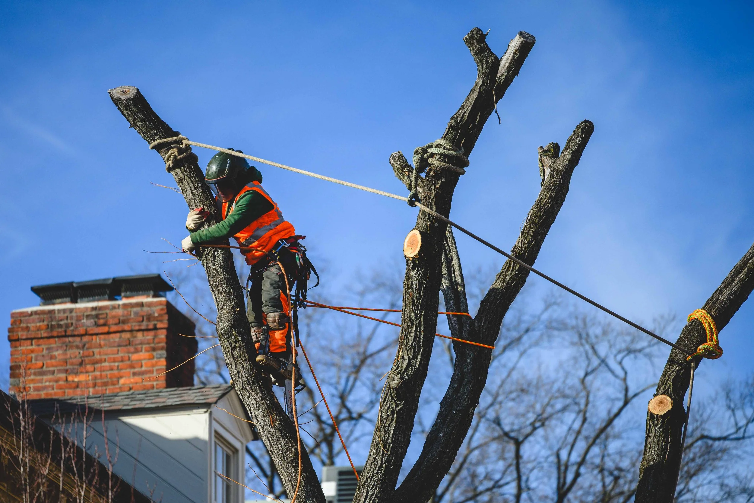 Ground Three Philadelphia Tree Cutting-82.jpg