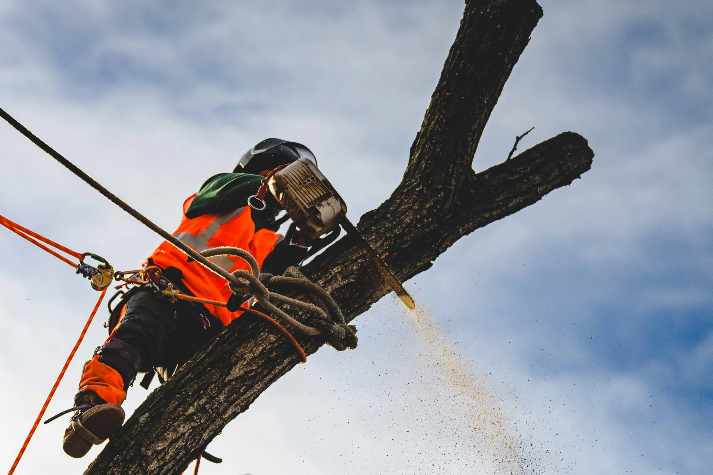 Ground Three Philadelphia Tree Cutting-20.jpg