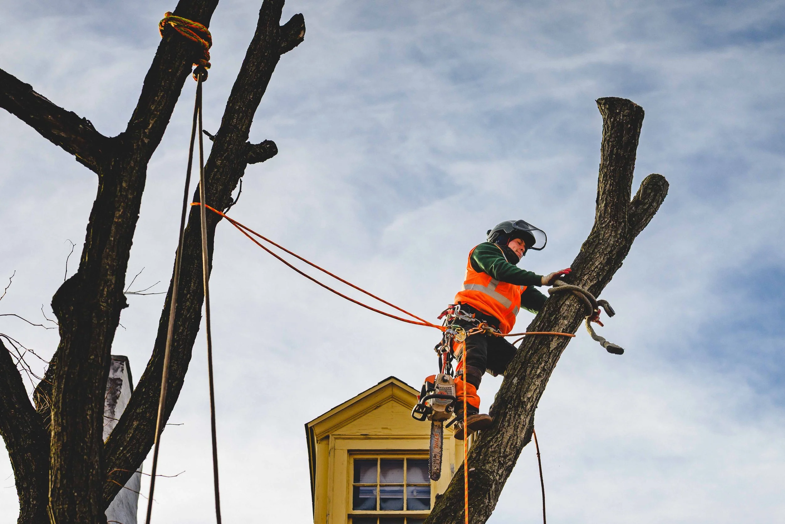 Ground Three Philadelphia Tree Cutting-19.jpg