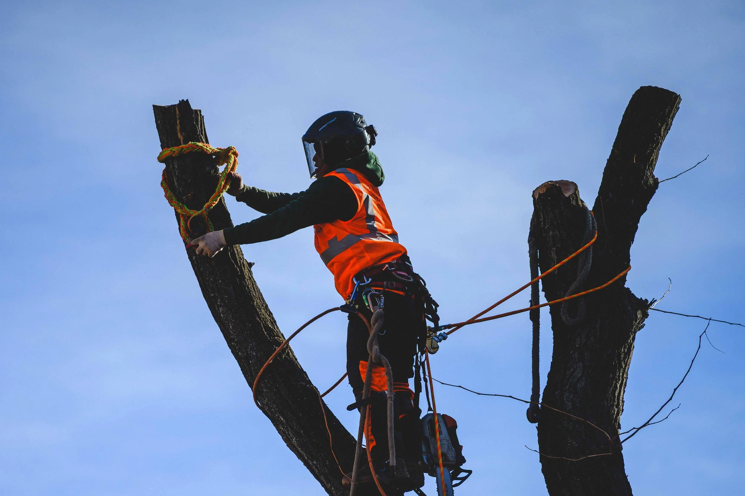 Ground Three Philadelphia Tree Cutting-103.jpg