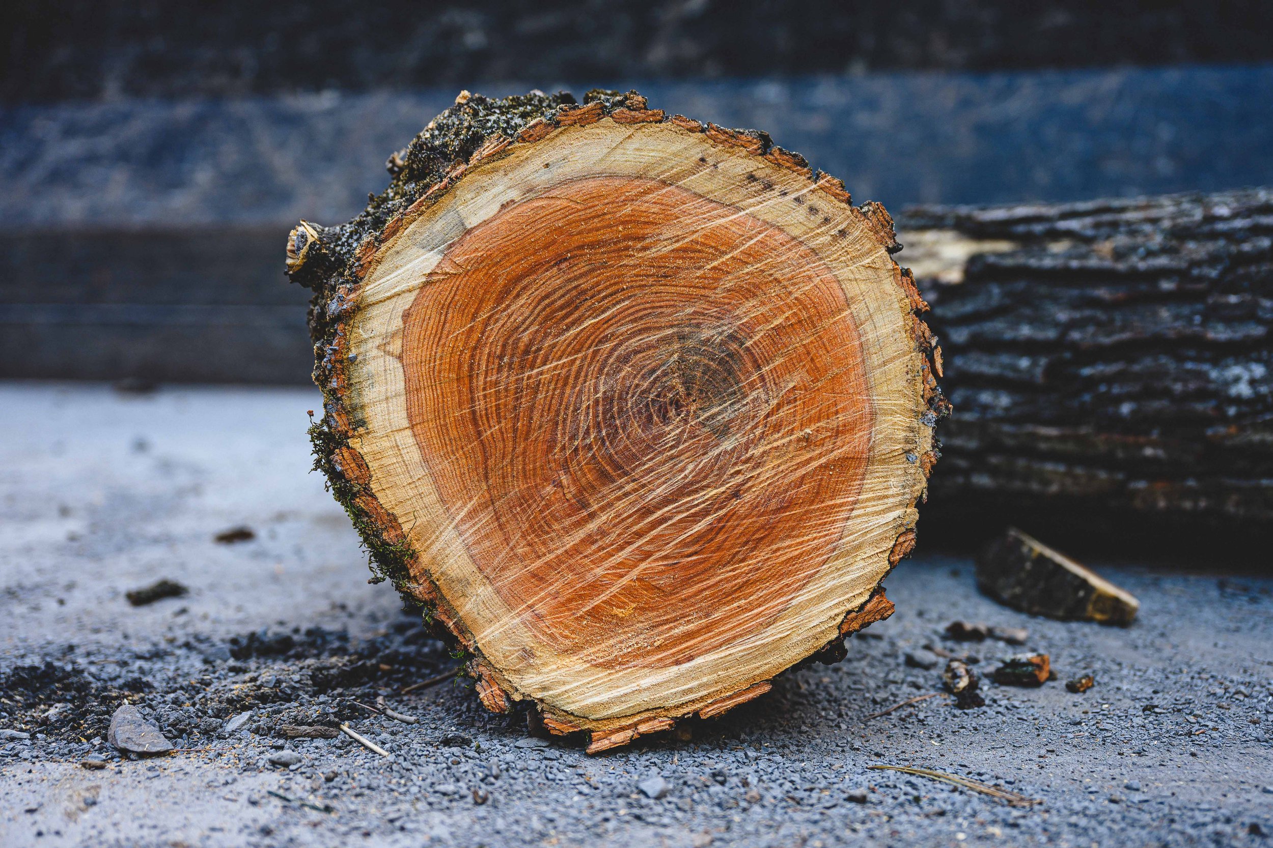 Ground Three Philadelphia Tree Cutting-54.jpg