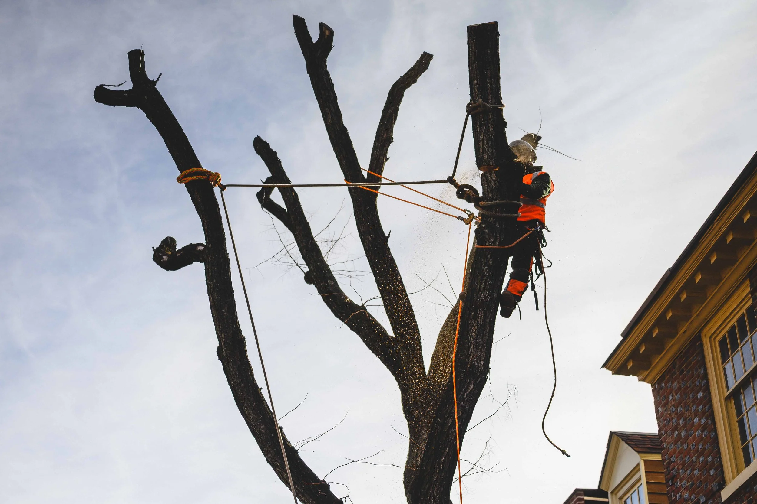 Ground Three Philadelphia Tree Cutting-32.jpg