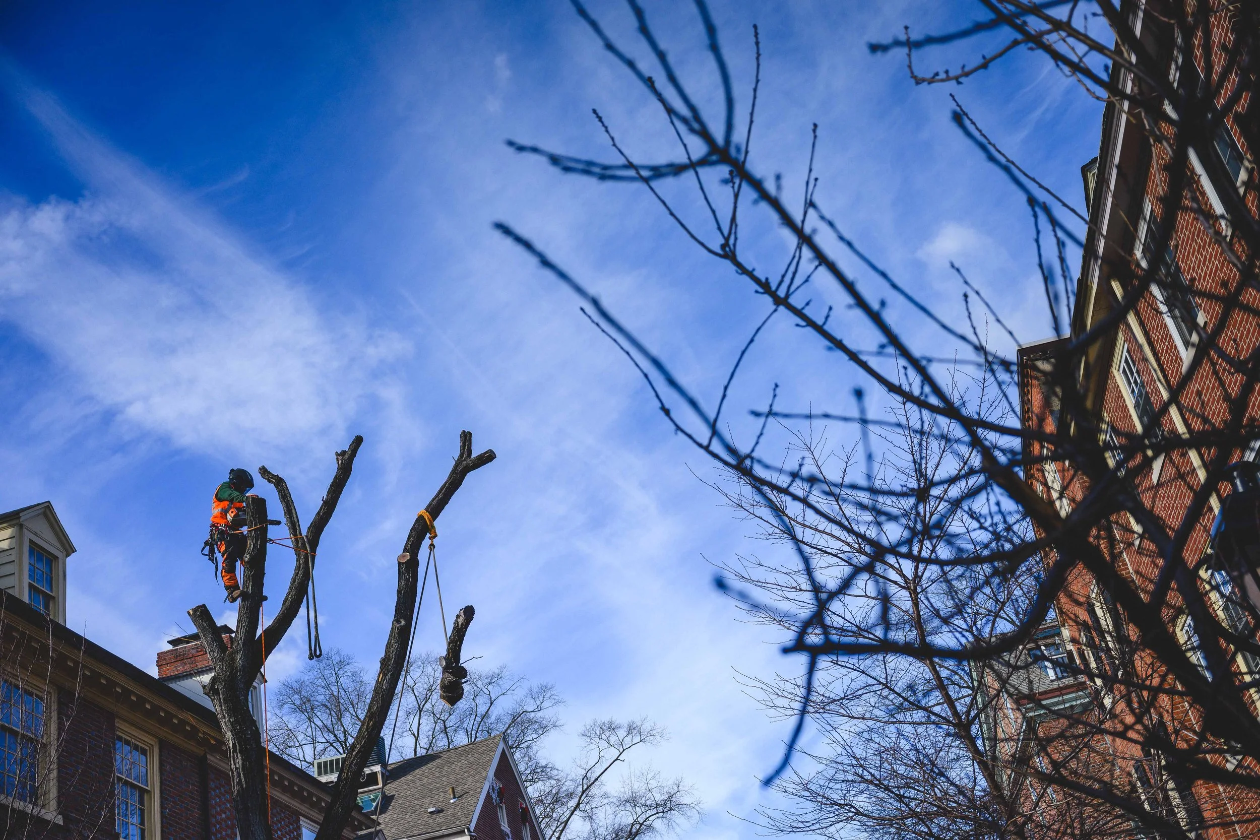 Ground Three Philadelphia Tree Cutting-95.jpg