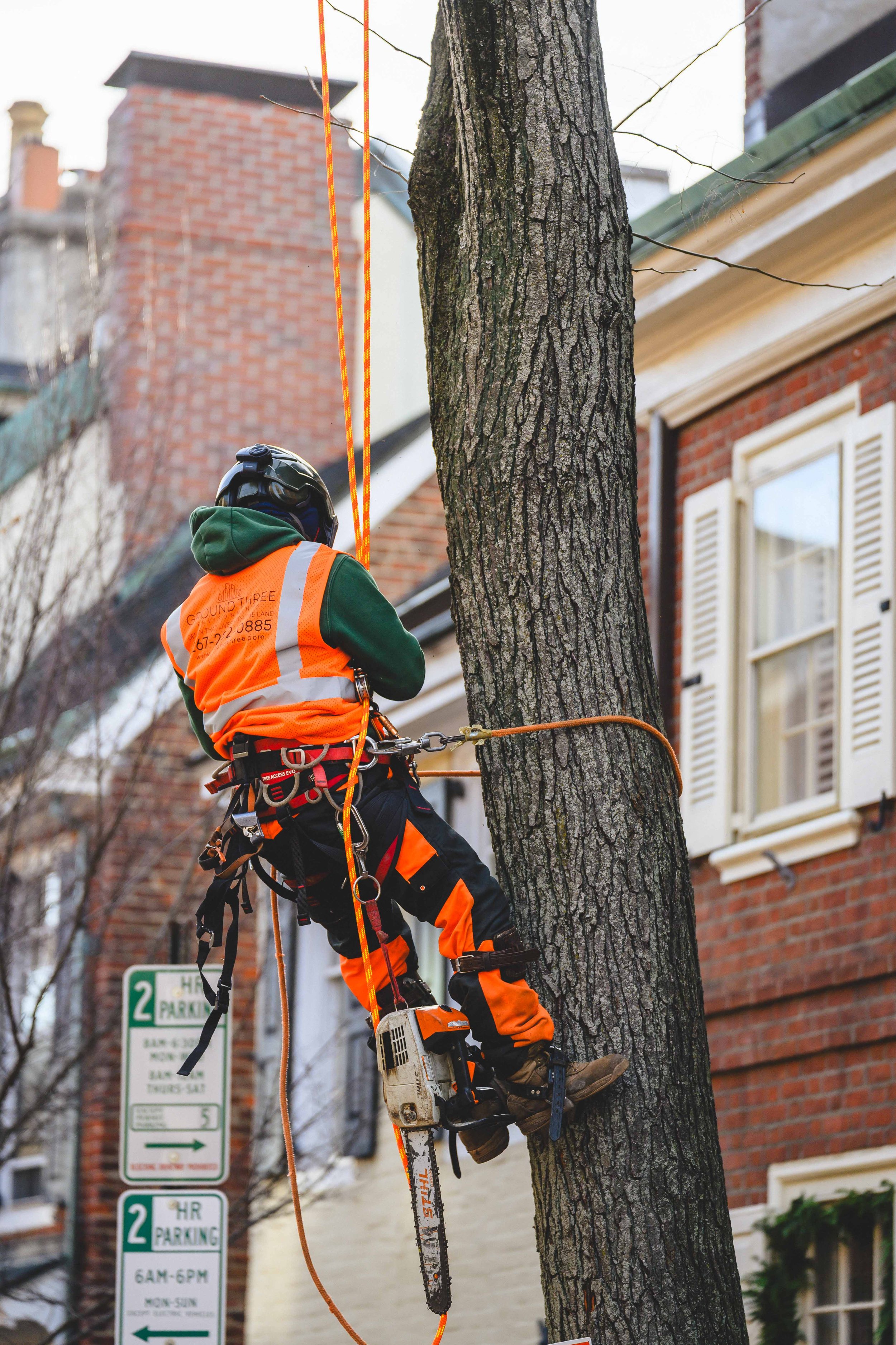 Ground Three Philadelphia Tree Cutting-5.jpg