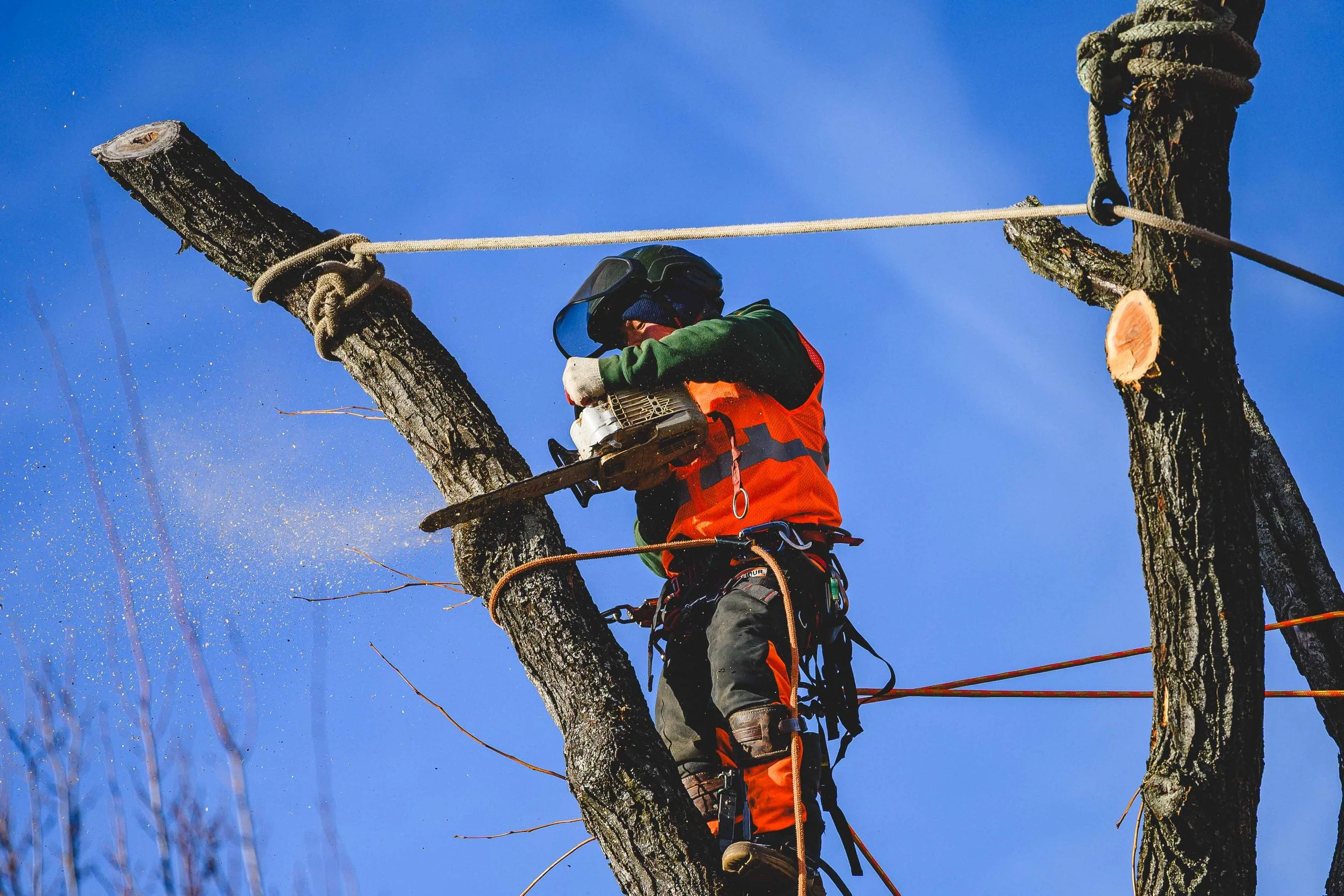Ground Three Philadelphia Tree Cutting-84.jpg
