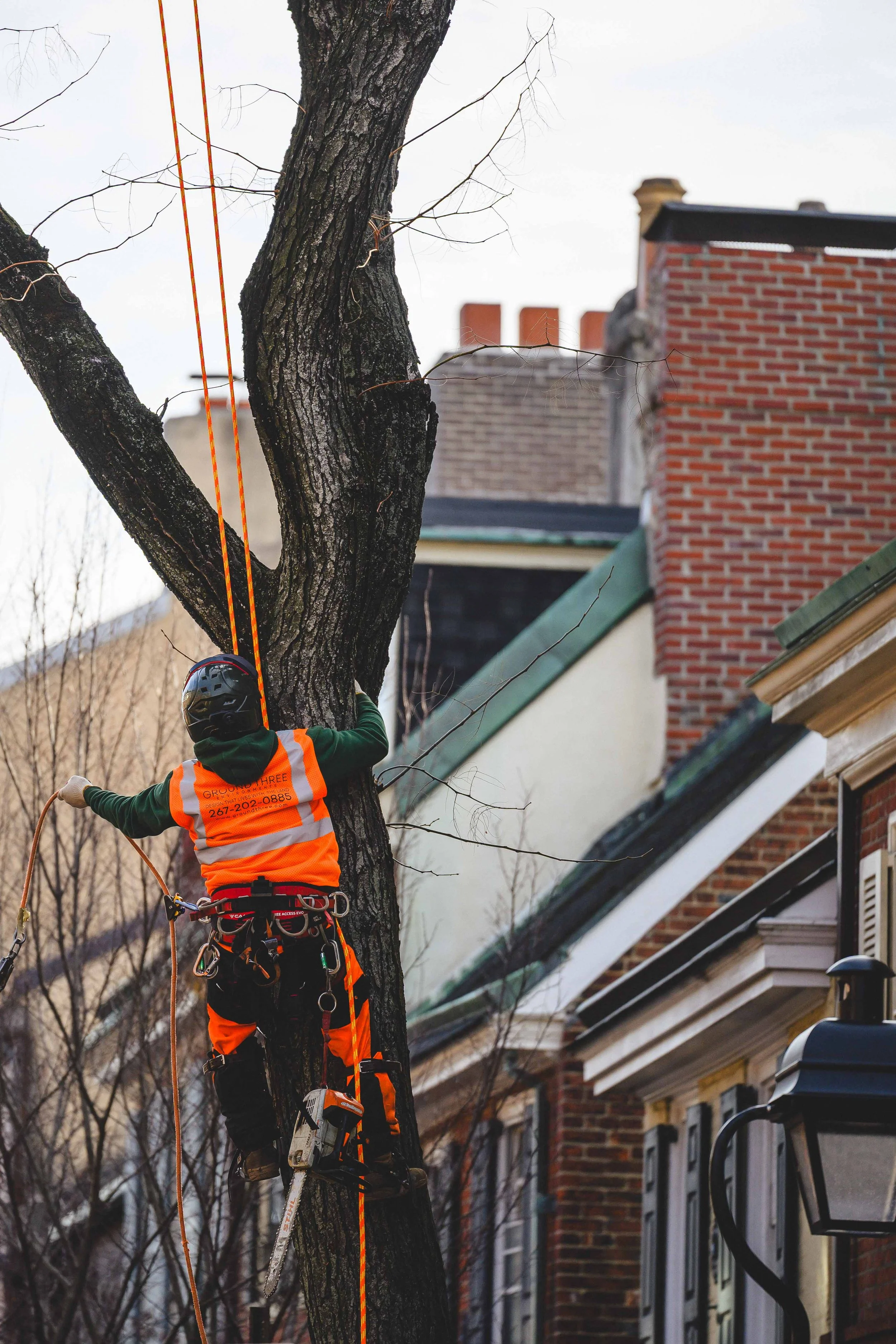 Ground Three Philadelphia Tree Cutting-7.jpg