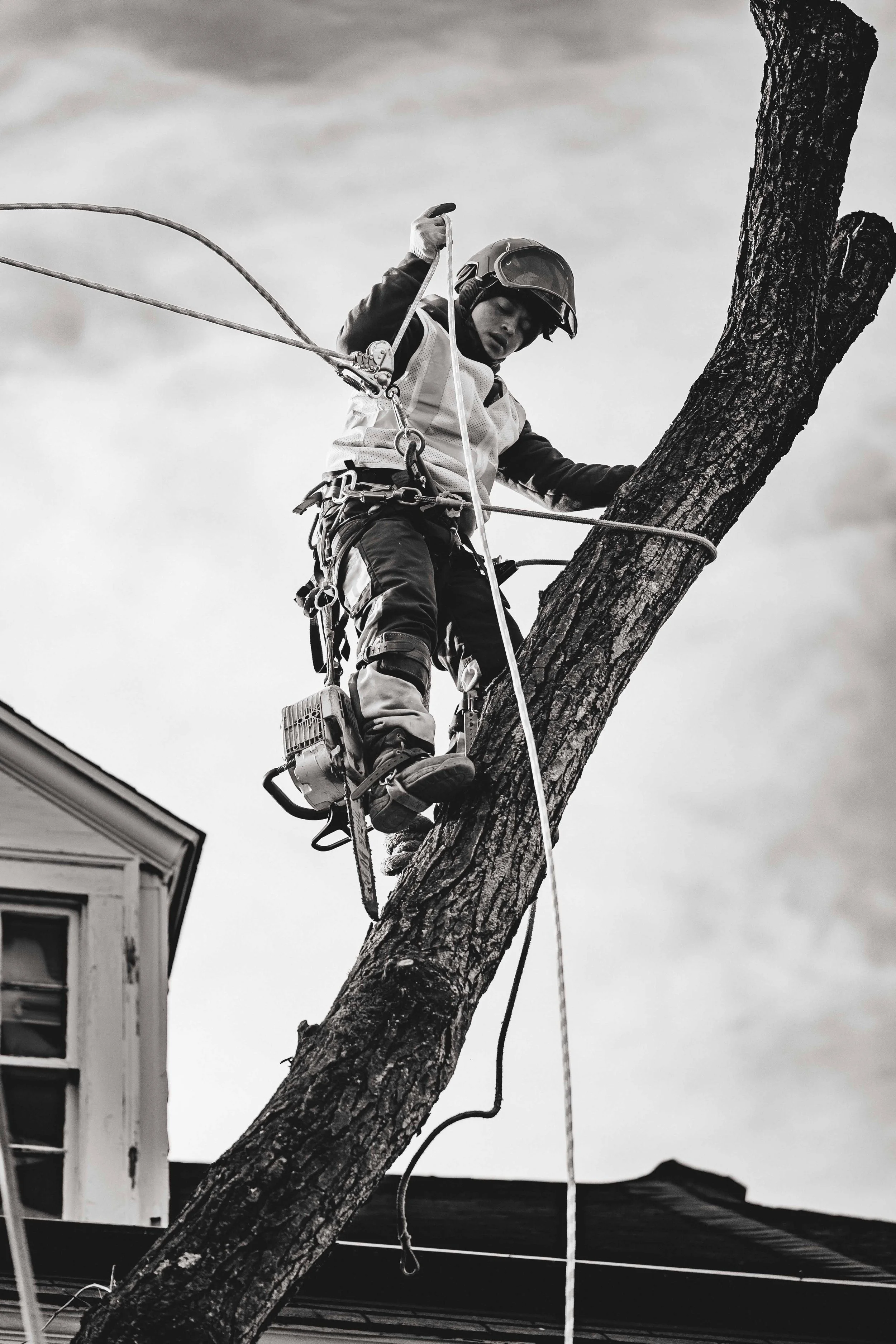 Ground Three Philadelphia Tree Cutting-16.jpg