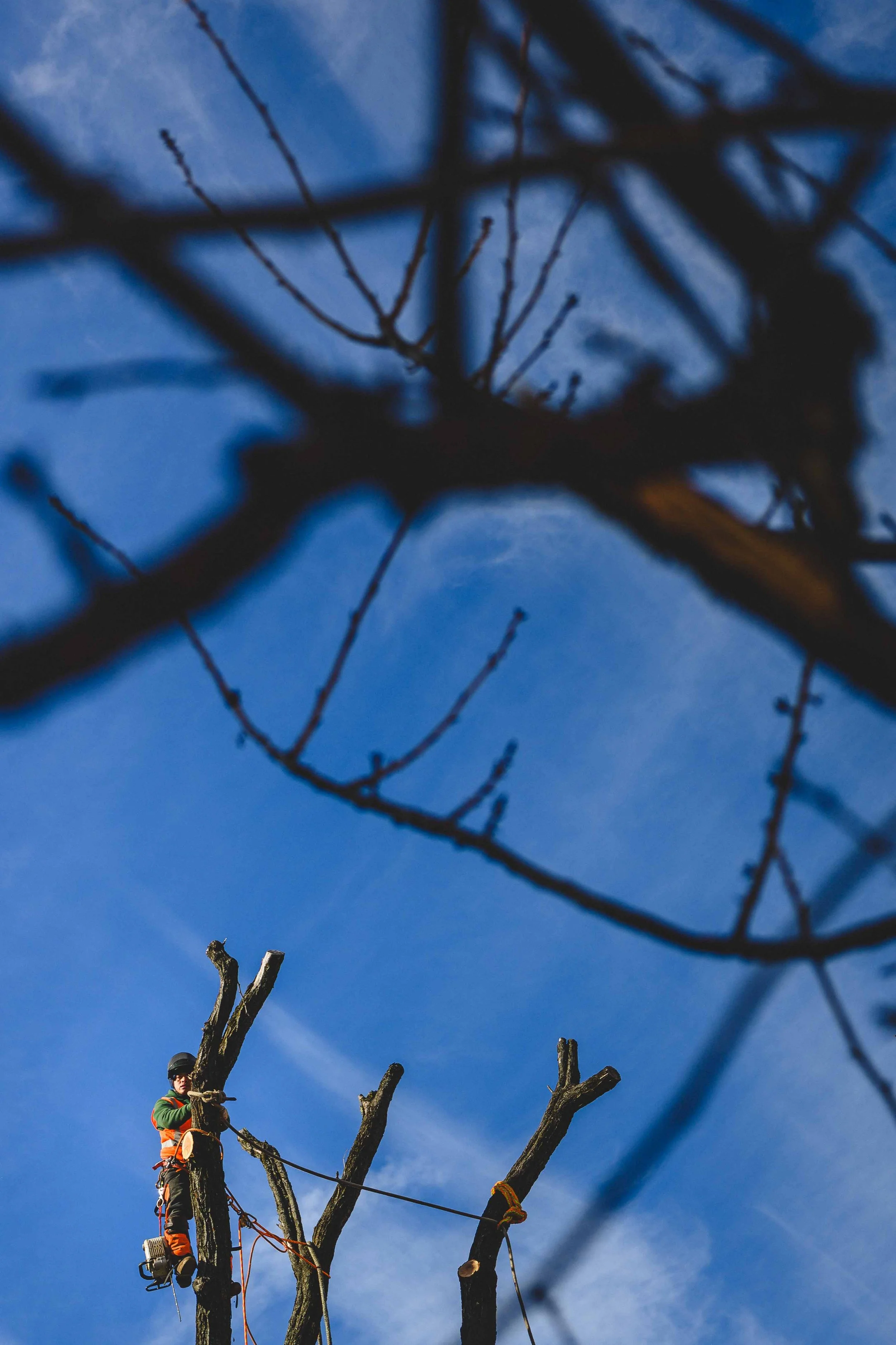 Ground Three Philadelphia Tree Cutting-91.jpg