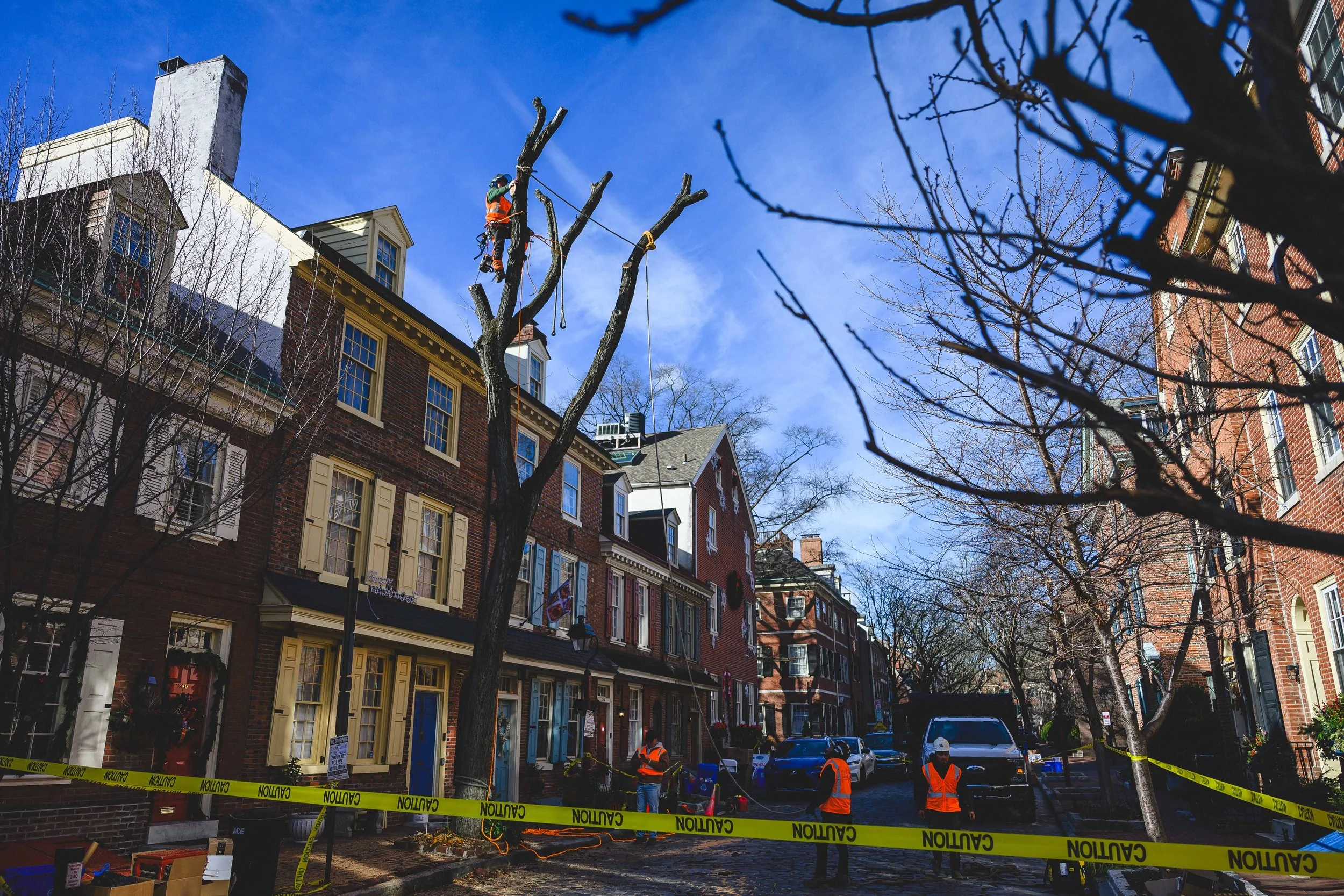 Ground Three Philadelphia Tree Cutting-92.jpg