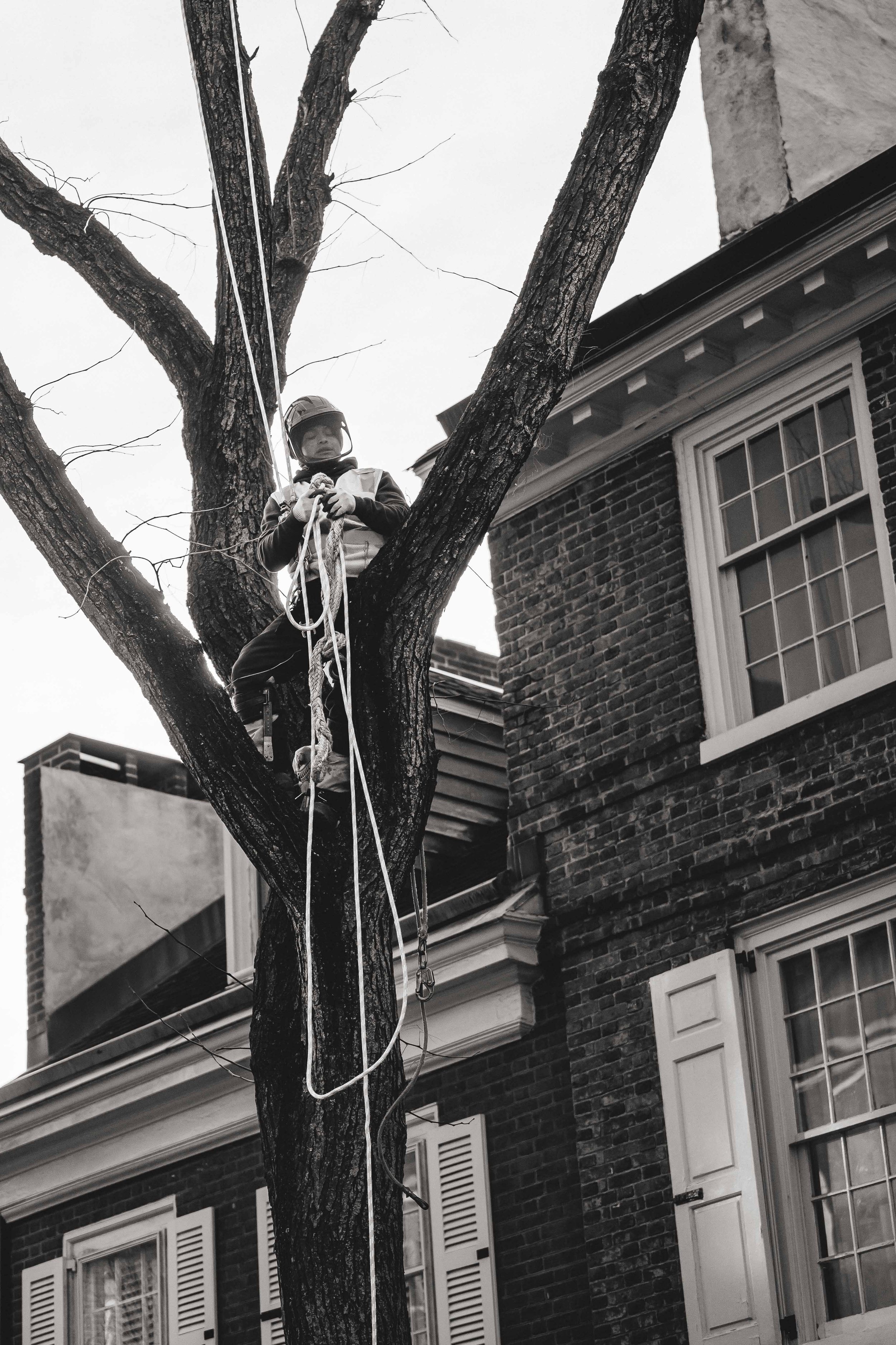 Ground Three Philadelphia Tree Cutting-12.jpg